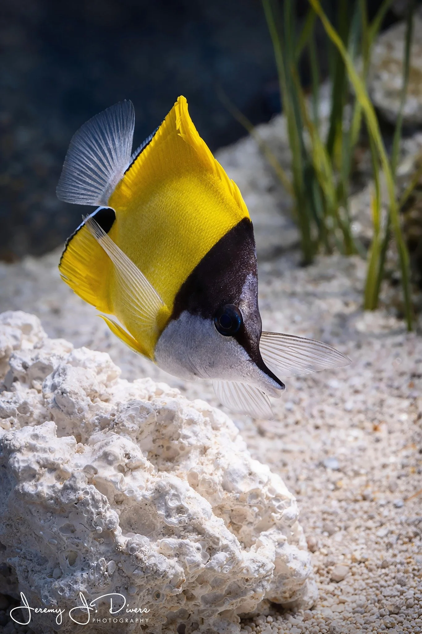 Yellow Longnose Butterflyfish