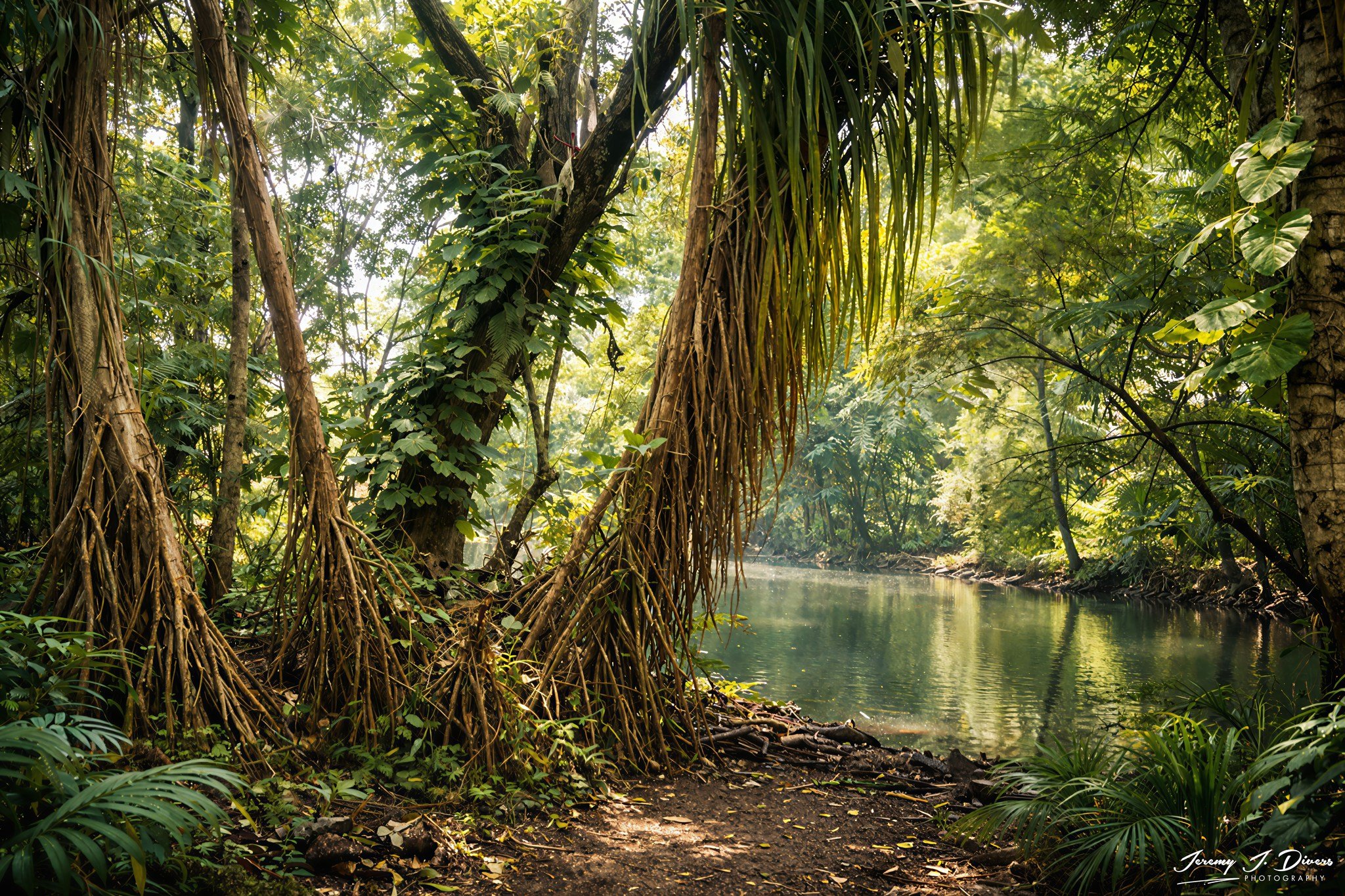 “River Beneath the Canopy” Puerto Plata, Dominican Republic