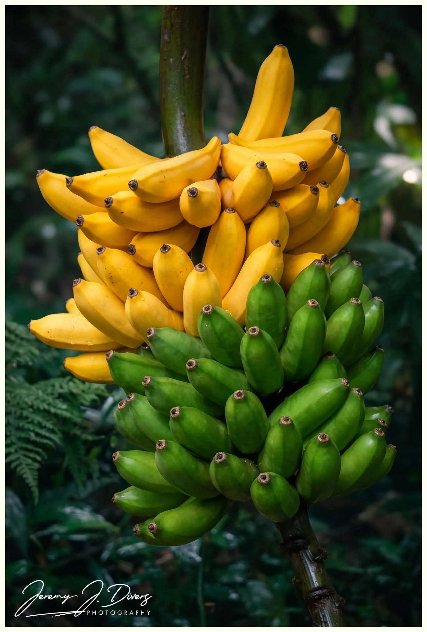"Banana fanna fo fanna" Catarata Eco-Lodge, La Fortuna, Costa Rica