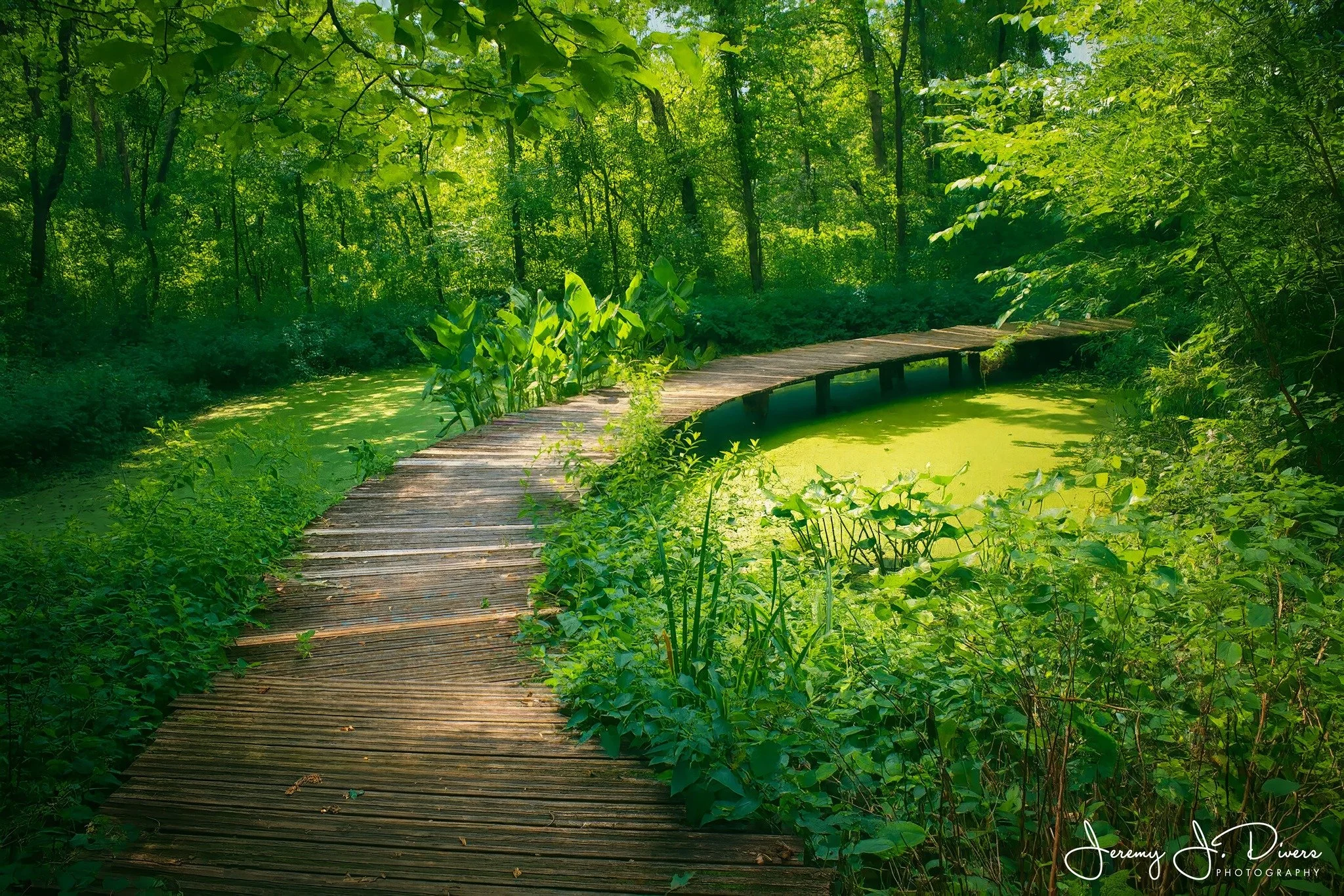 "A Bridge to Nature" (B) Shaw Nature Reserve, Gray Summit, Missouri