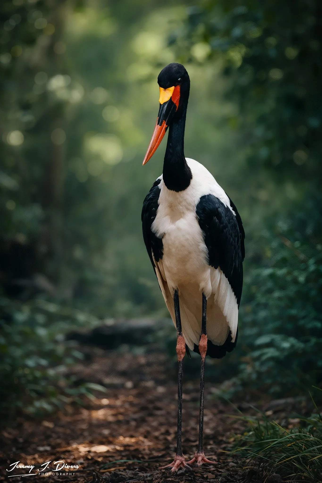 "Saddle-billed Stork" SanDiego Zoo. California