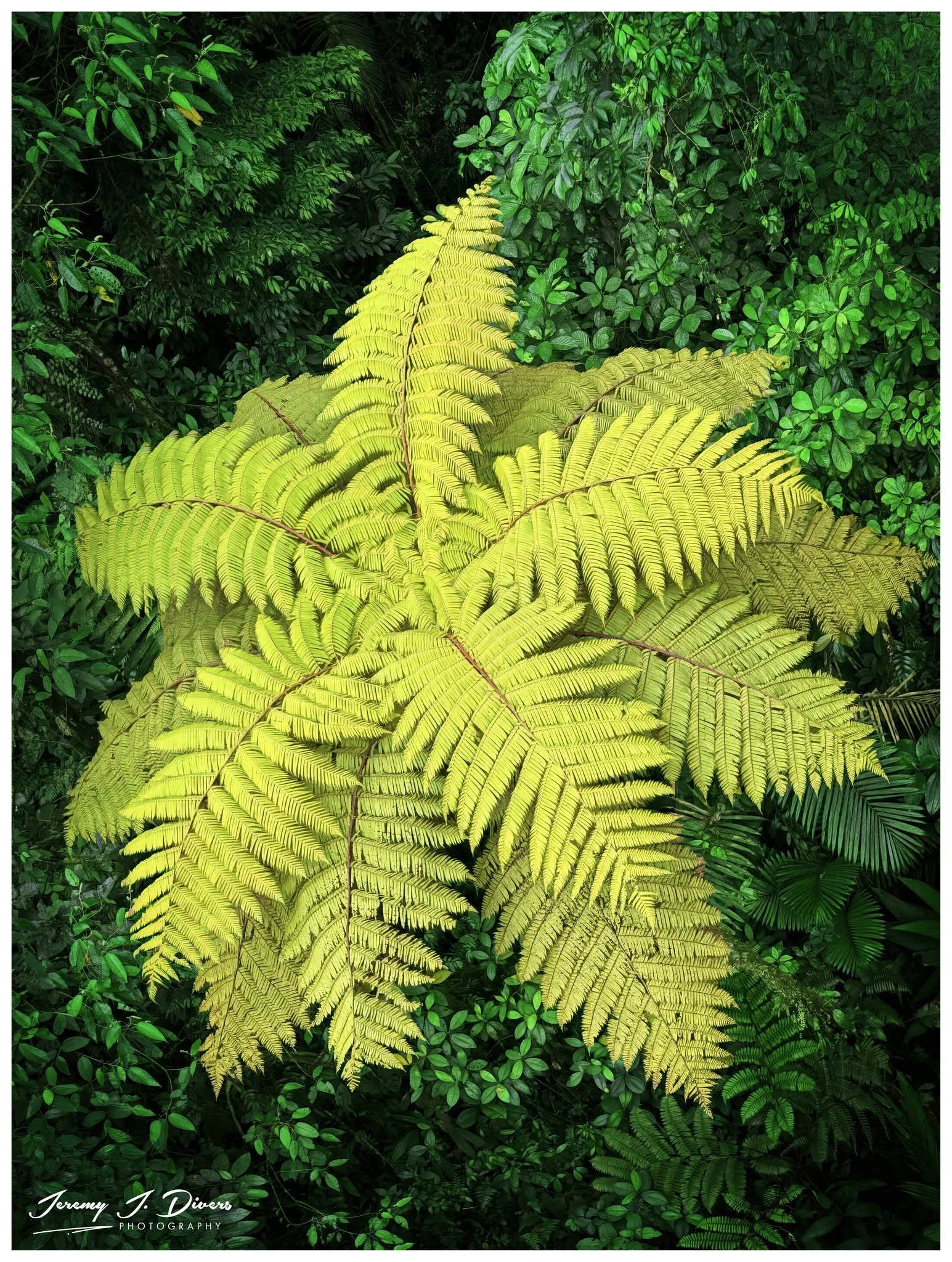 "Tree Star" Tirimbina Biological Reserve, Sarapiquí, Costa Rica