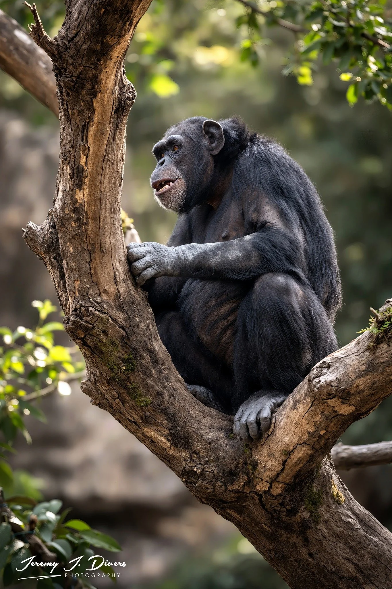 "The Lookout" San Diego Zoo, California