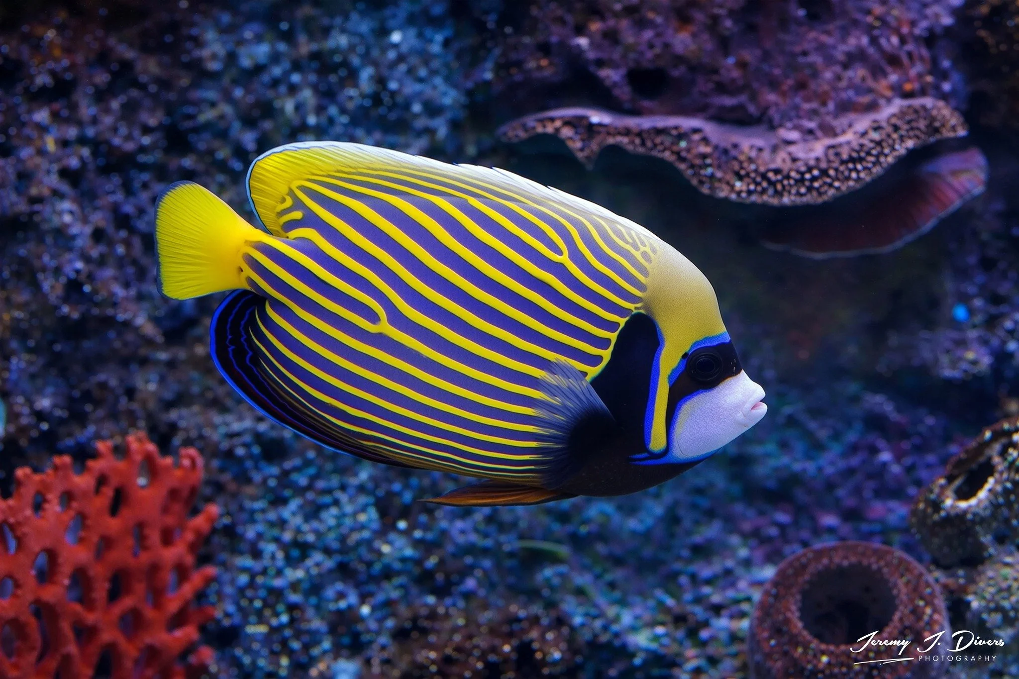 Emperor Angelfish