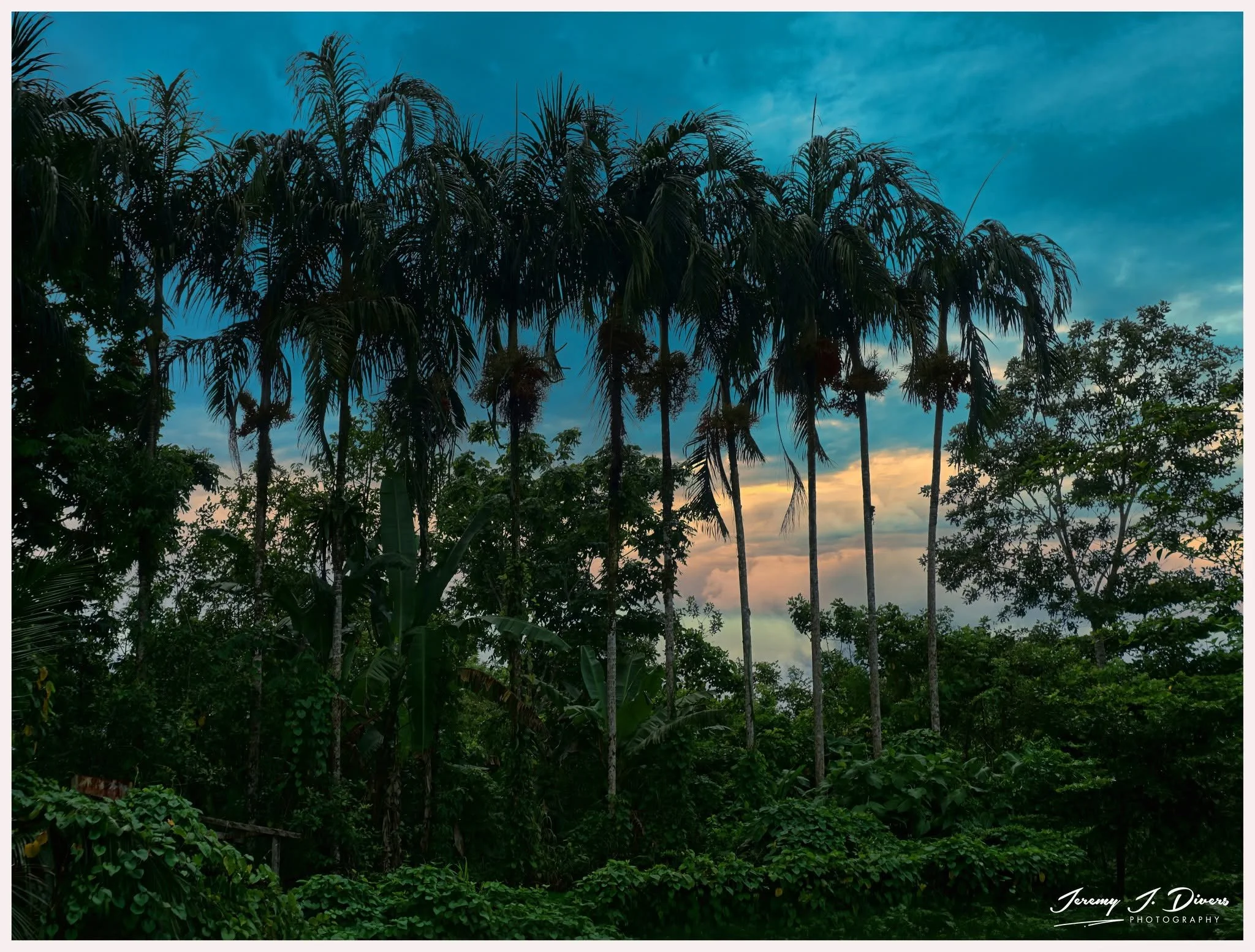 "Palms at the Edge of Evening" Hotel La Hacienda, Alajuela Province, Costa Rica