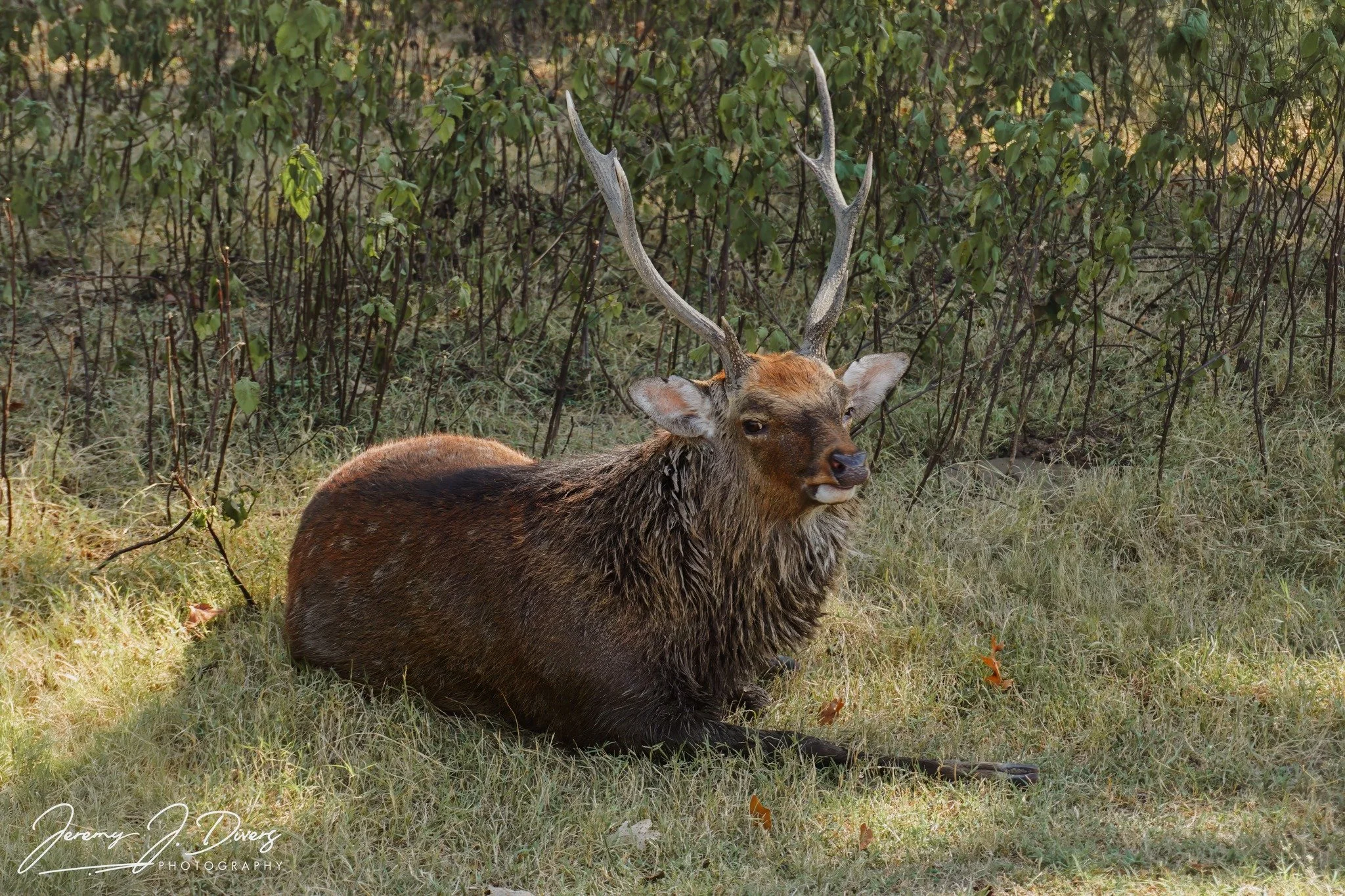 "Sammy" Branson Safari Park
