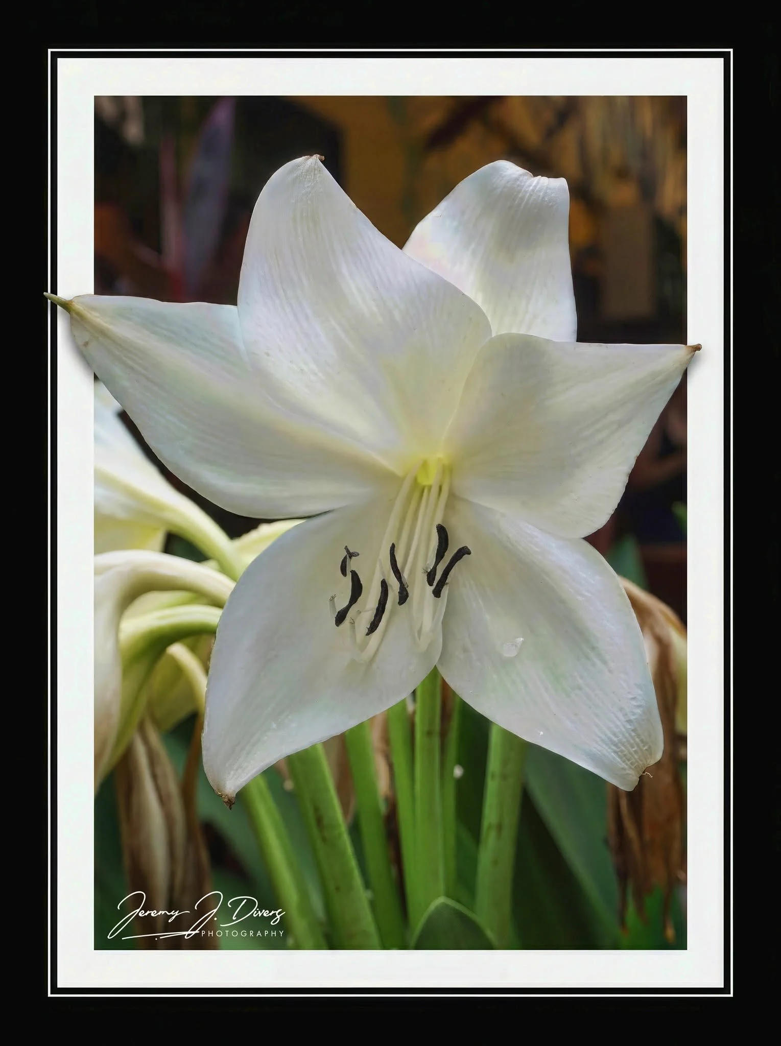 "Crinum Lily" Hotel La Hacienda, Alajuela Province, Costa Rica