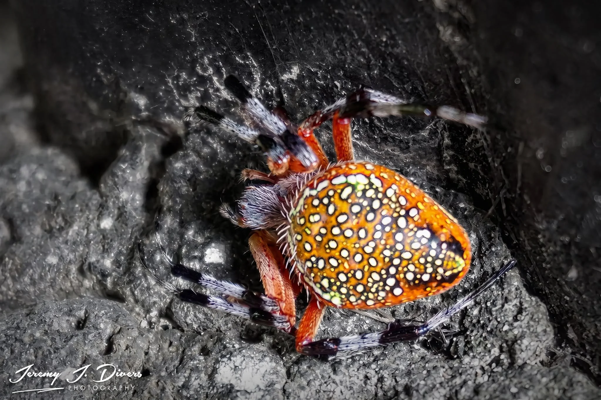 "Iviei's Orbweaver" Tirimbina Biological Reserve, Sarapiquí, Costa Rica