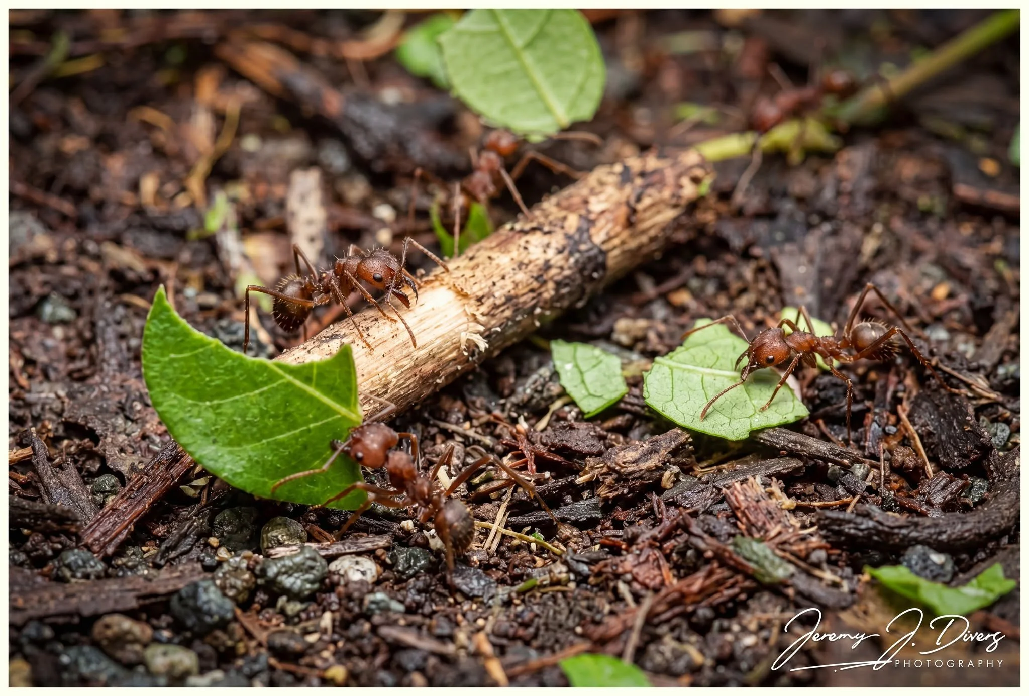 "Leaf Cutter Ants" (D) Tirimbina Biological Reserve, Costa Rica