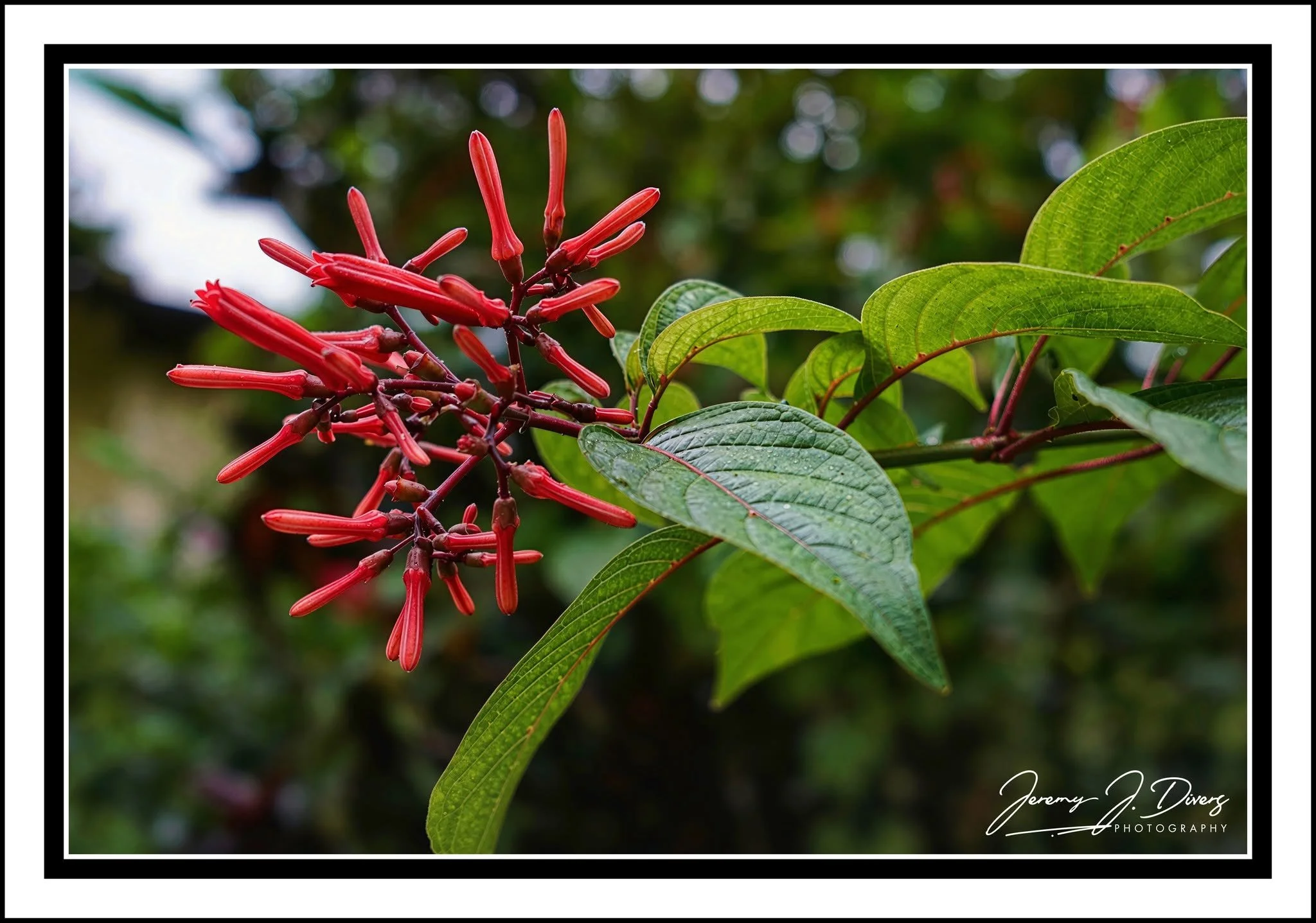 "Firebush" Costa Rica 