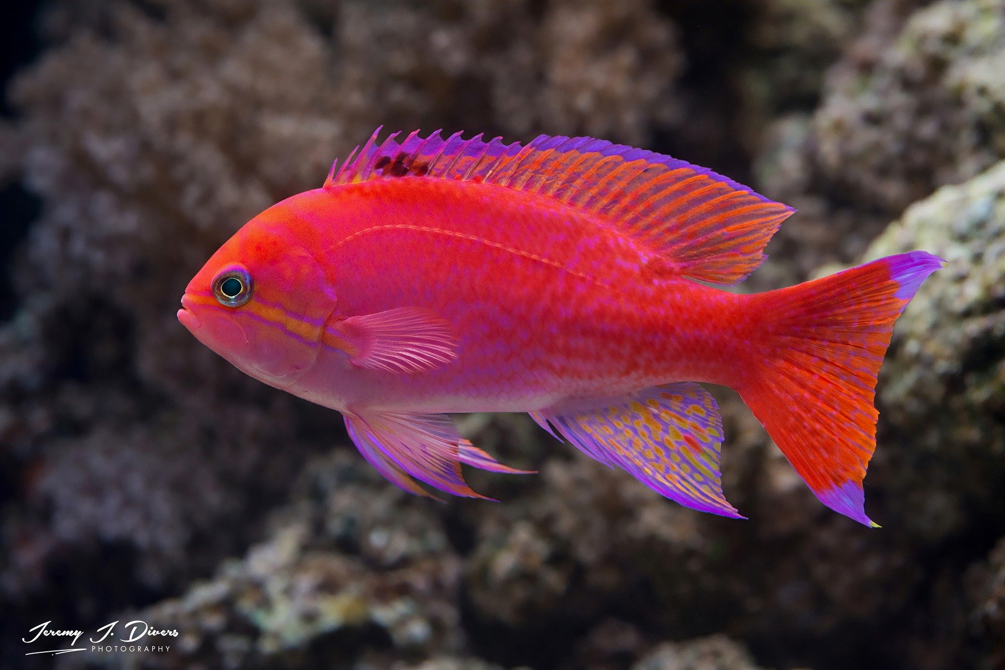 Bimaculatus Anthias