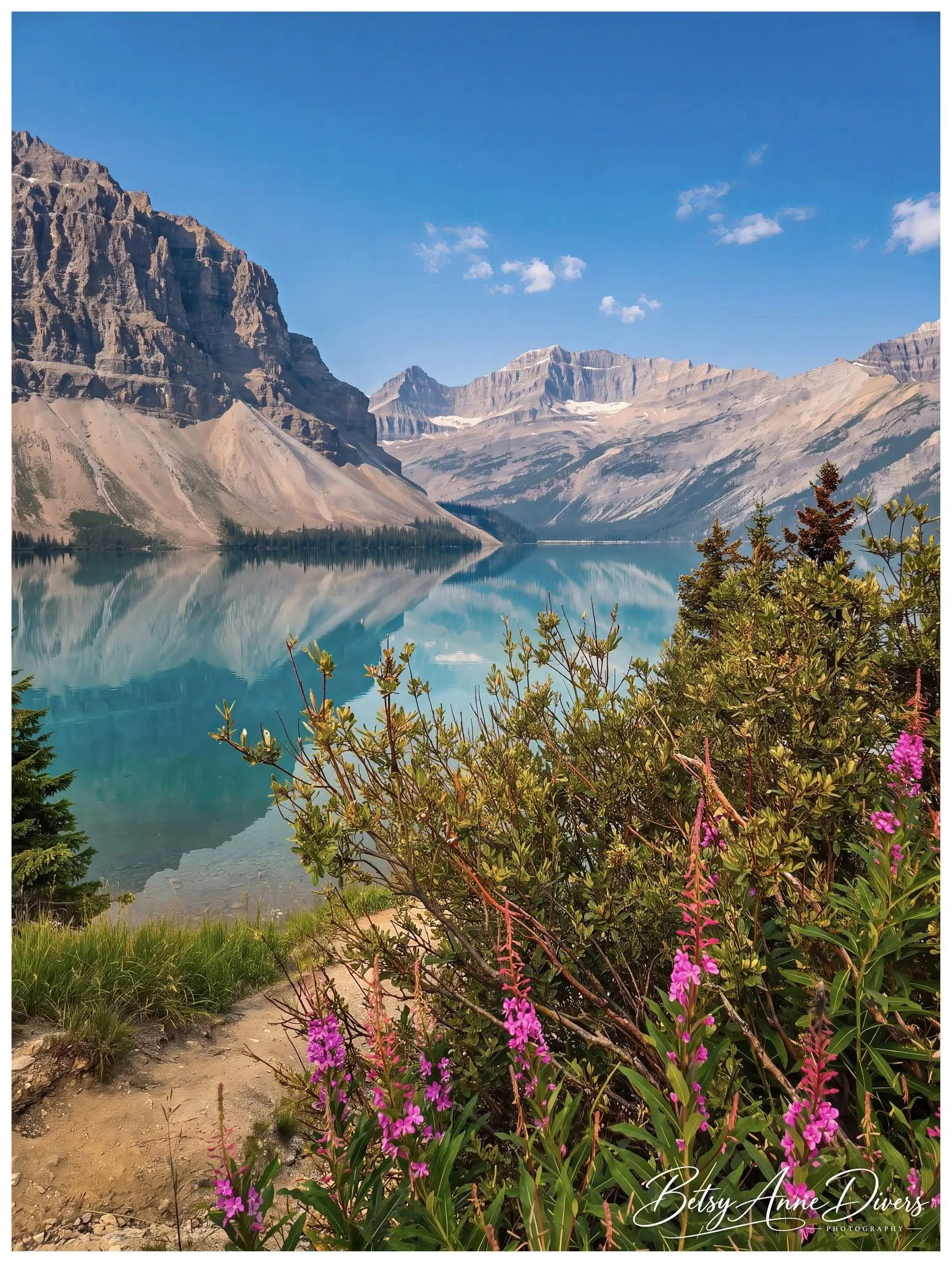 "Where Fireweed Meets the Rockies," Bow Lake, Banff National Park, Alberta, Canada