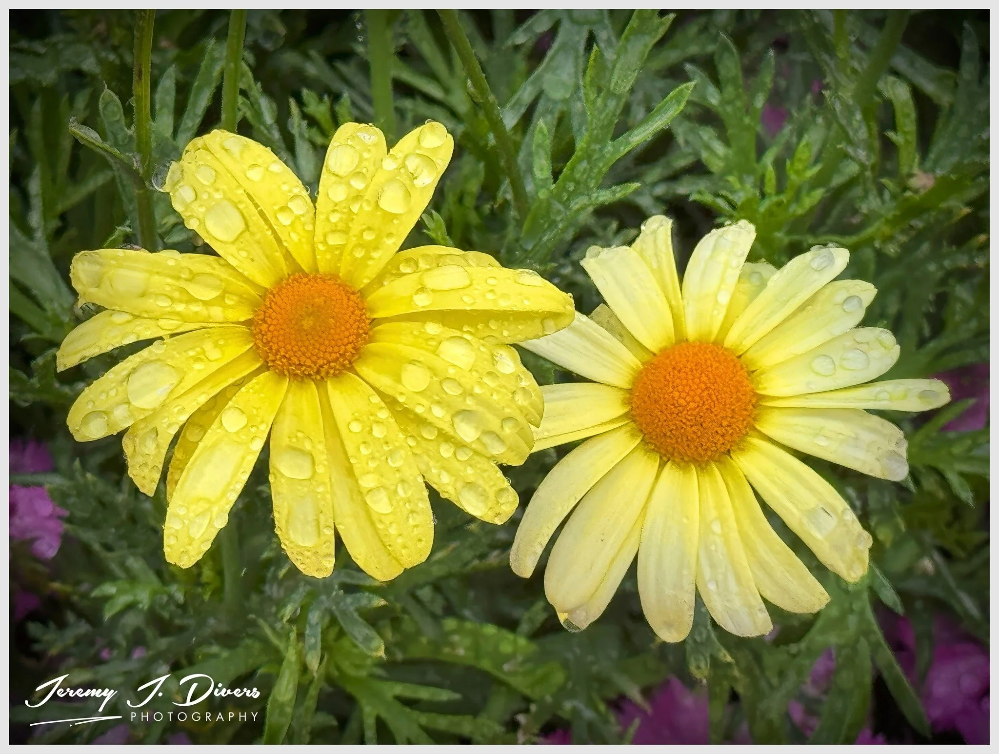 "Marguerite Daisy" (A) Reykjavik, Iceland