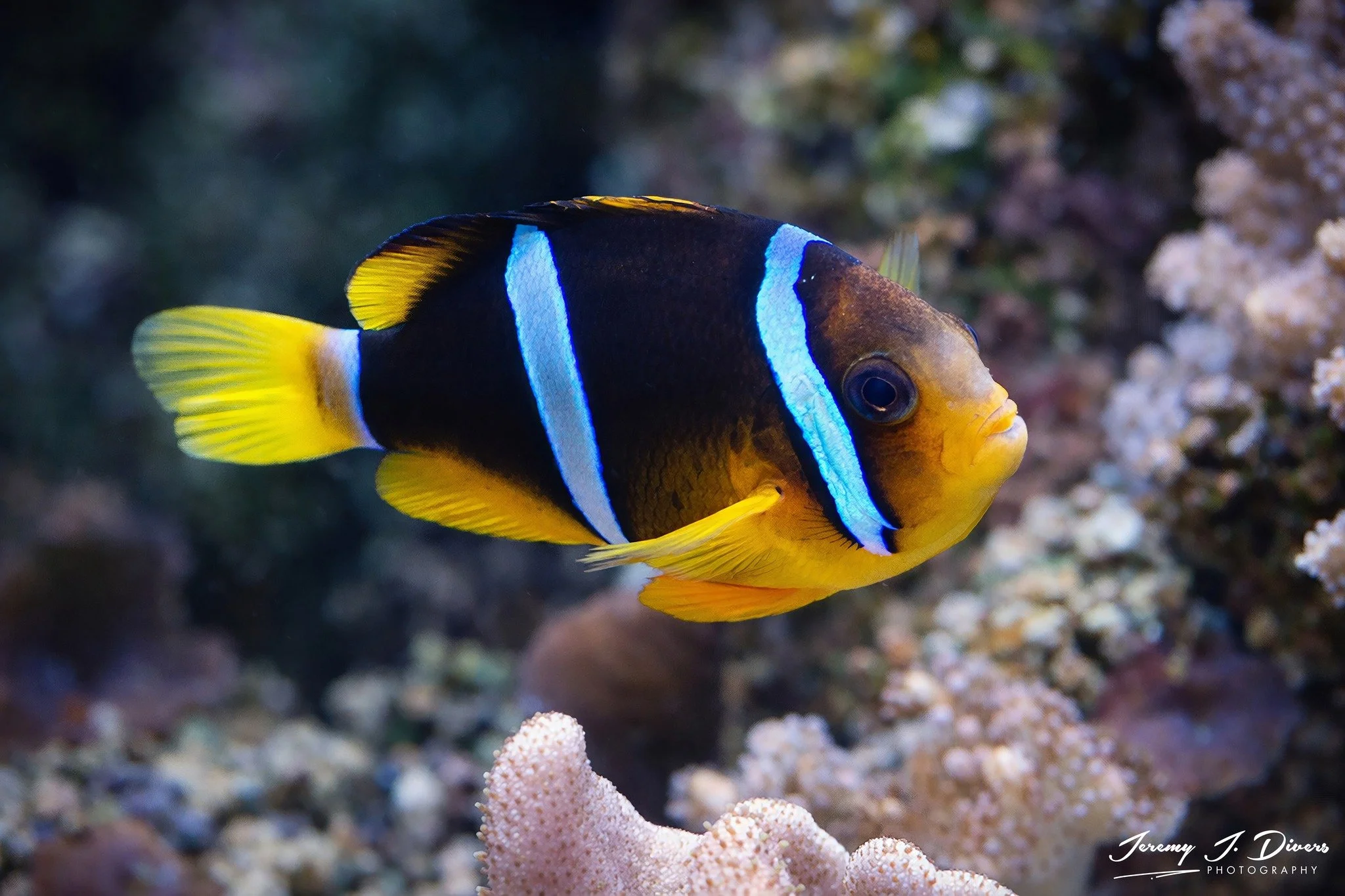 Allard's Clownfish (B)