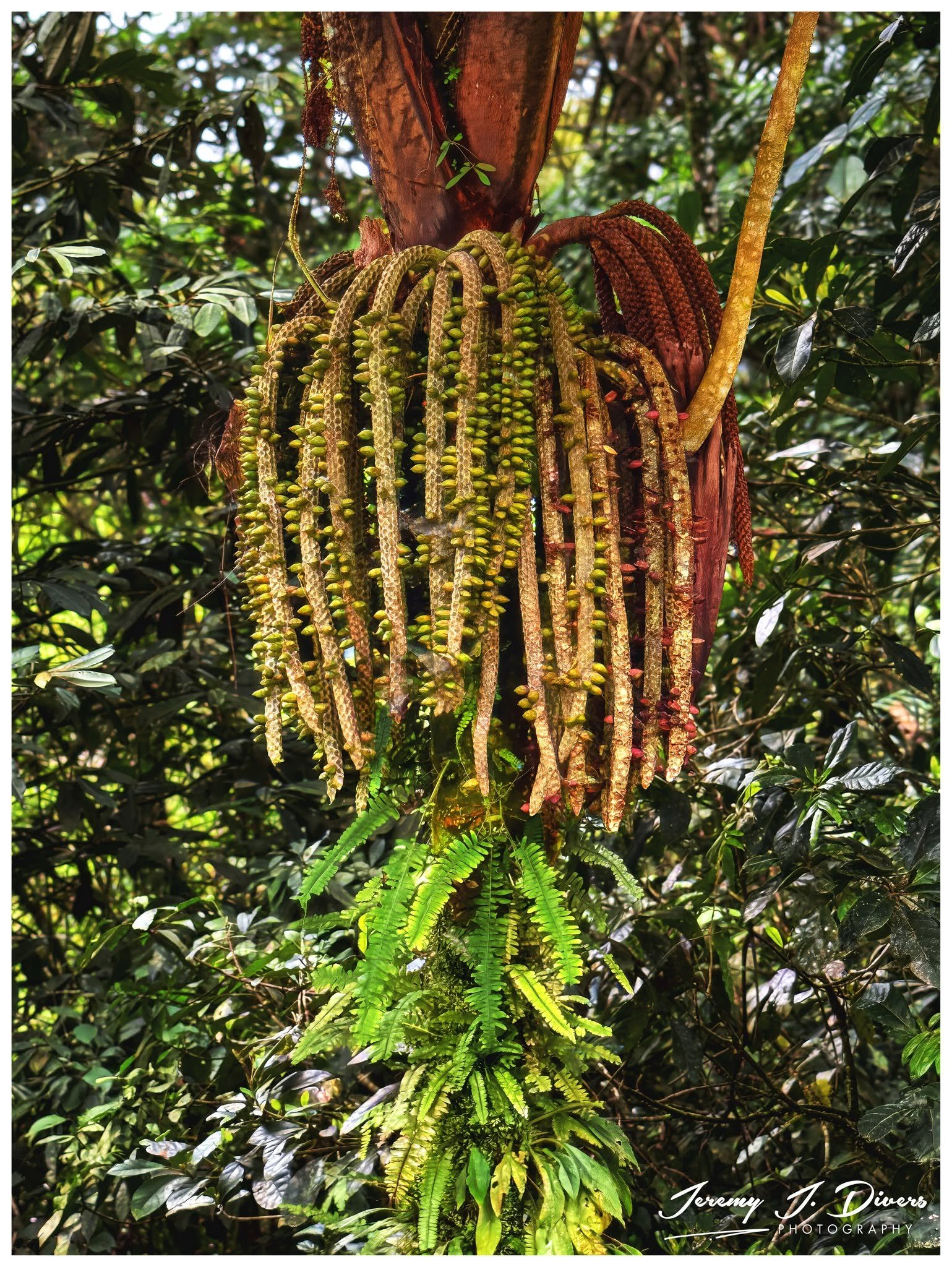 "Fishtail Palm," Tirimbina Biological Reserve, Sarapiquí, Costa Rica