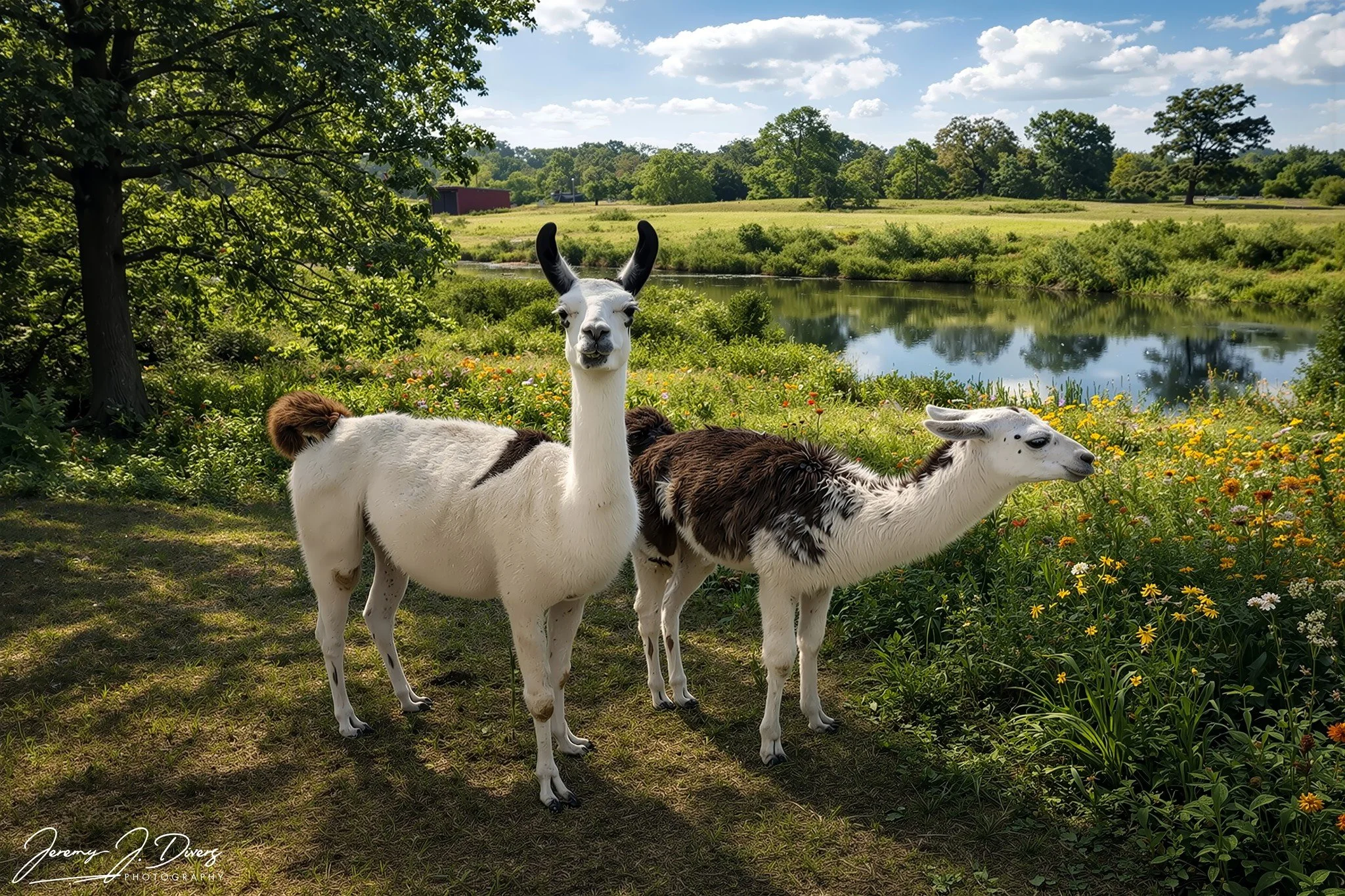 “Countryside Companions” Branson Safari Park