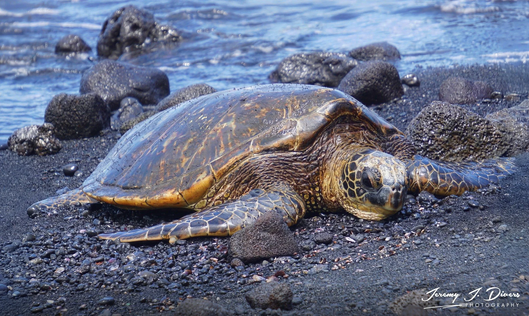 "Hono" Green Sea Turtle, Punaluʻu Beach, Big Island, Hawaii
