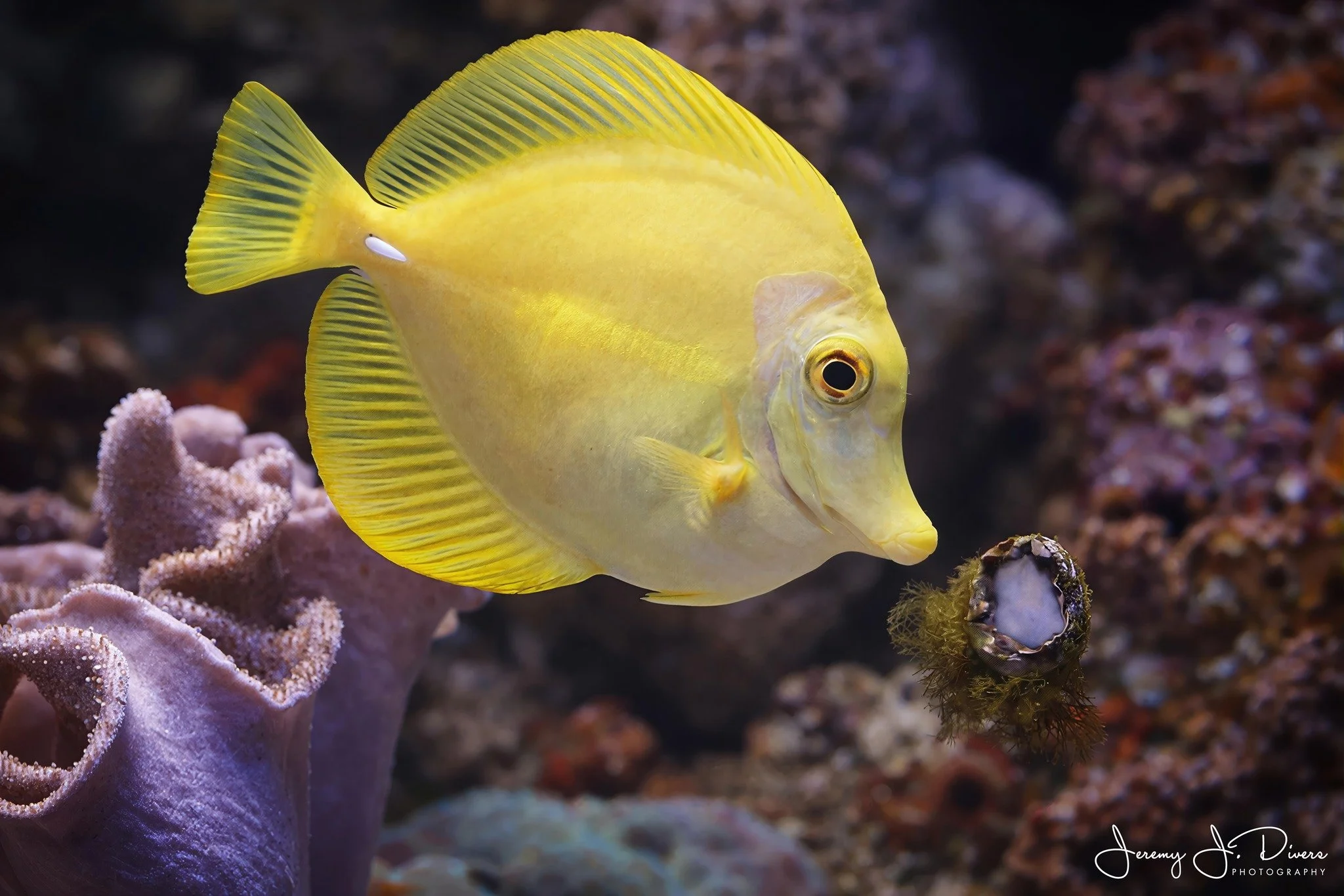 Yellow Tang (A)