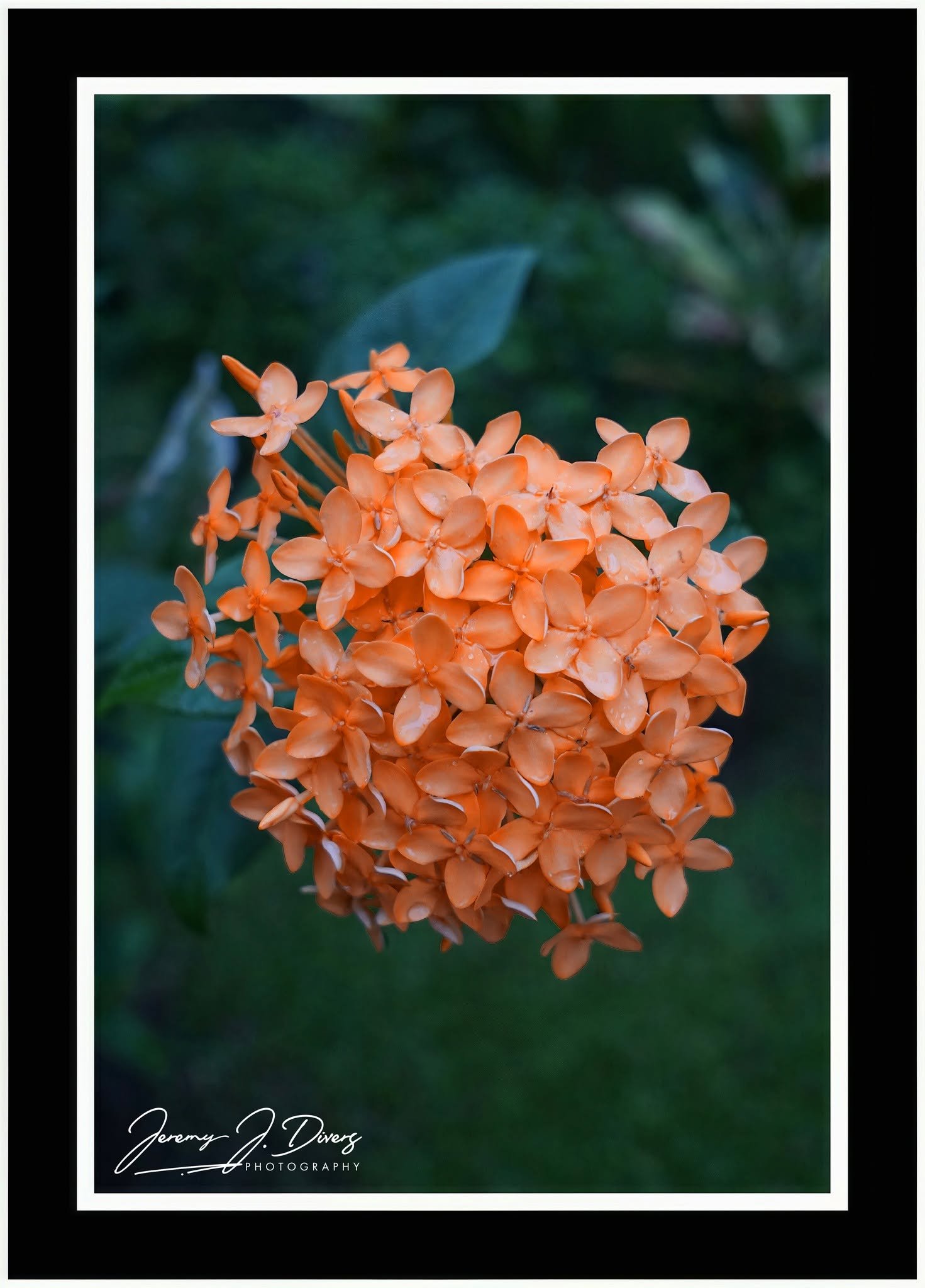  "Chinese Ixora": (A) Costa Rica