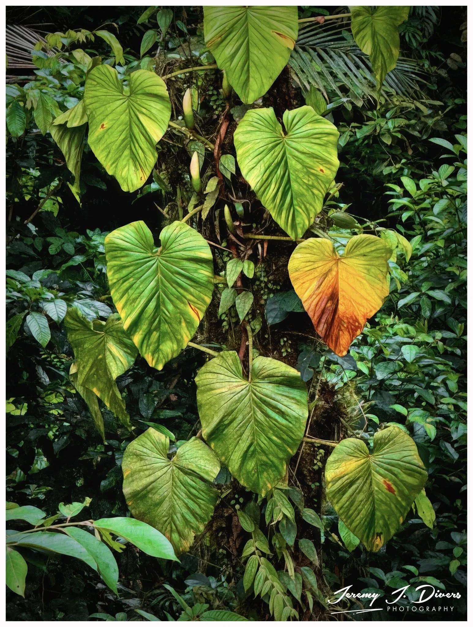 "Philodendron Nangaritenset" Tirimbina Biological Reserve, Sarapiquí, Costa Rica