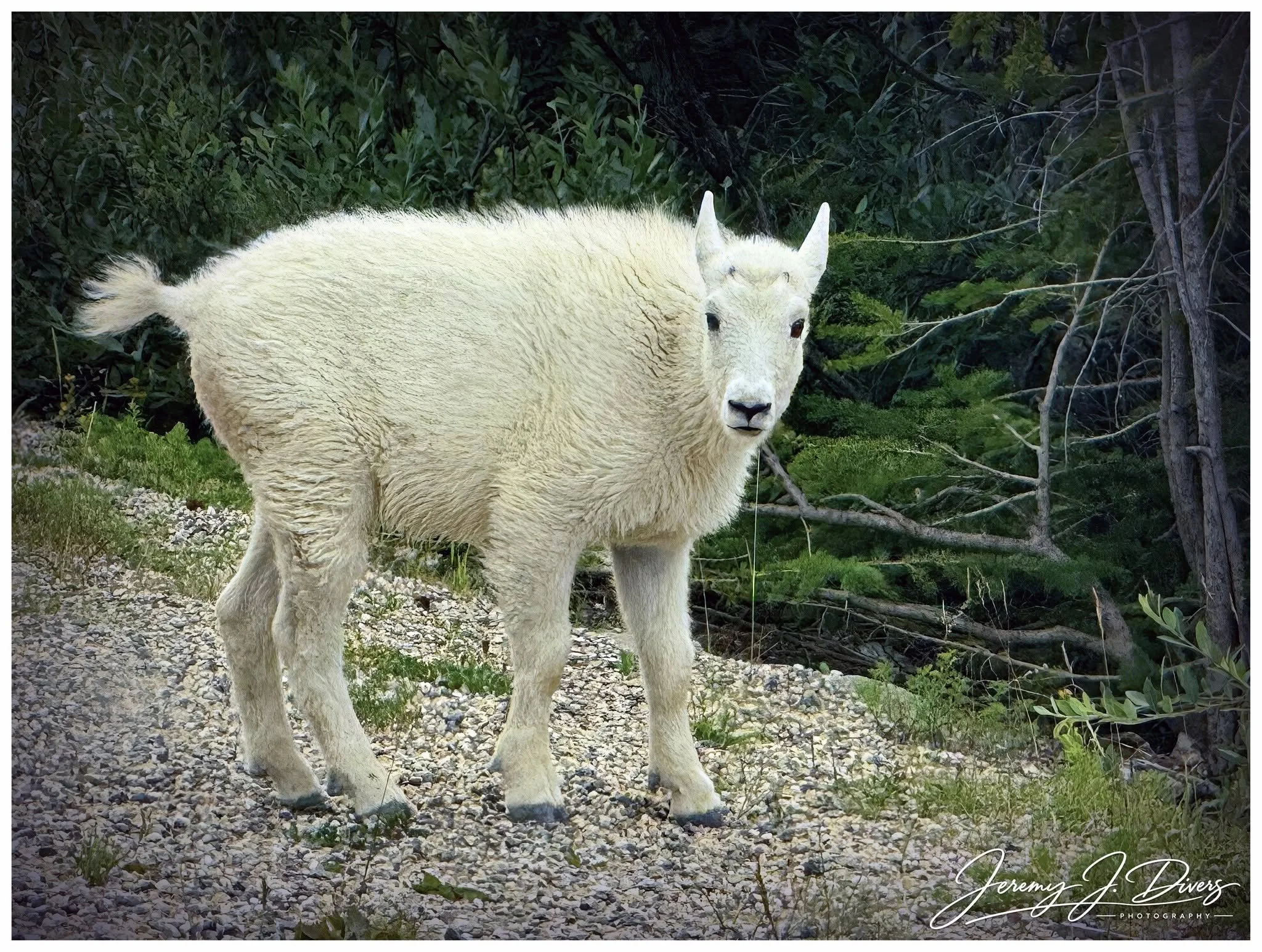"Canadian Rocky Mountain Goats" (C) Banff National Park, Alberta, Canada