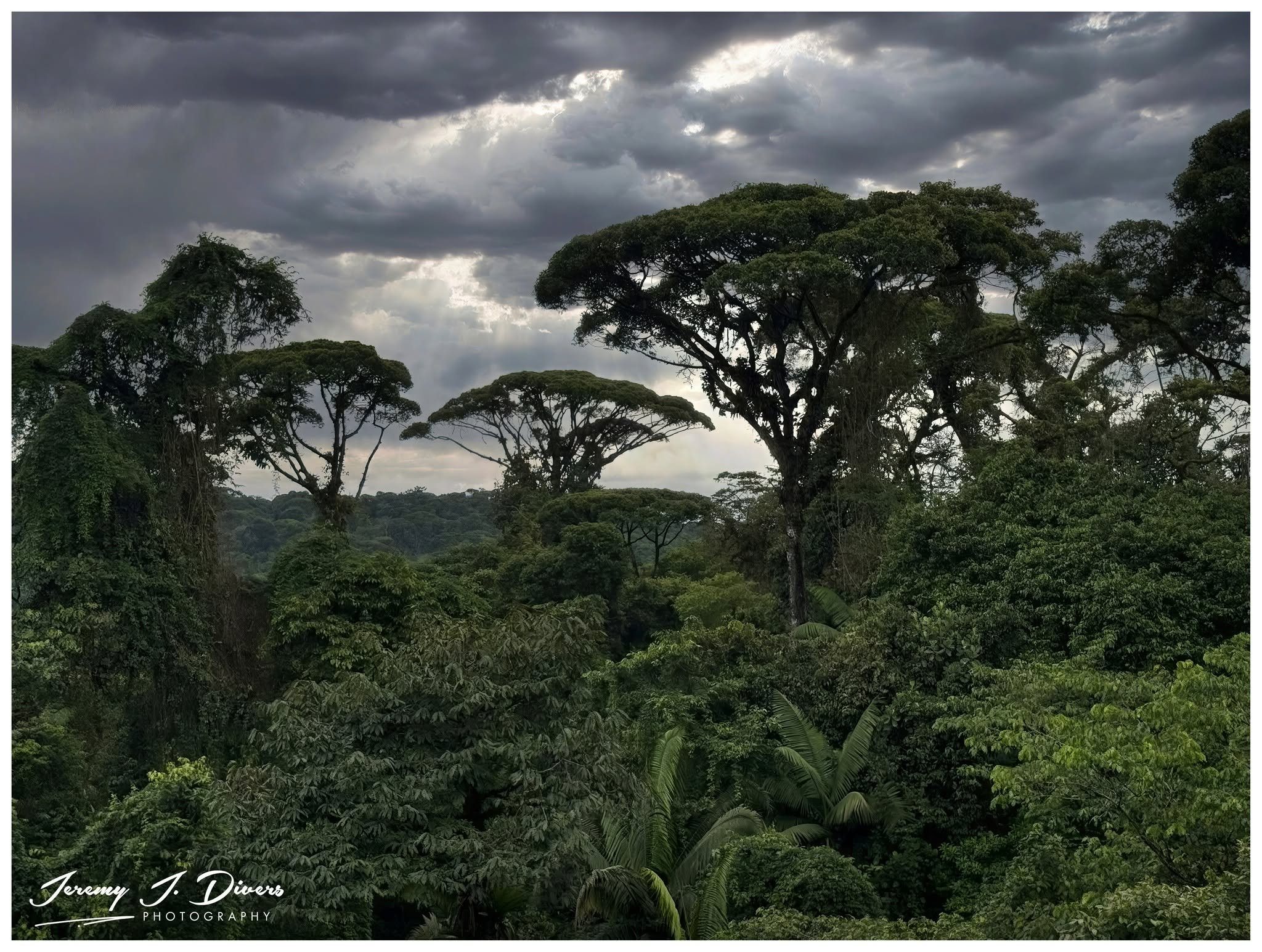 "Where the Storm Meets the Canopy," Tirimbina Biological Reserve, Sarapiquí, Costa Rica