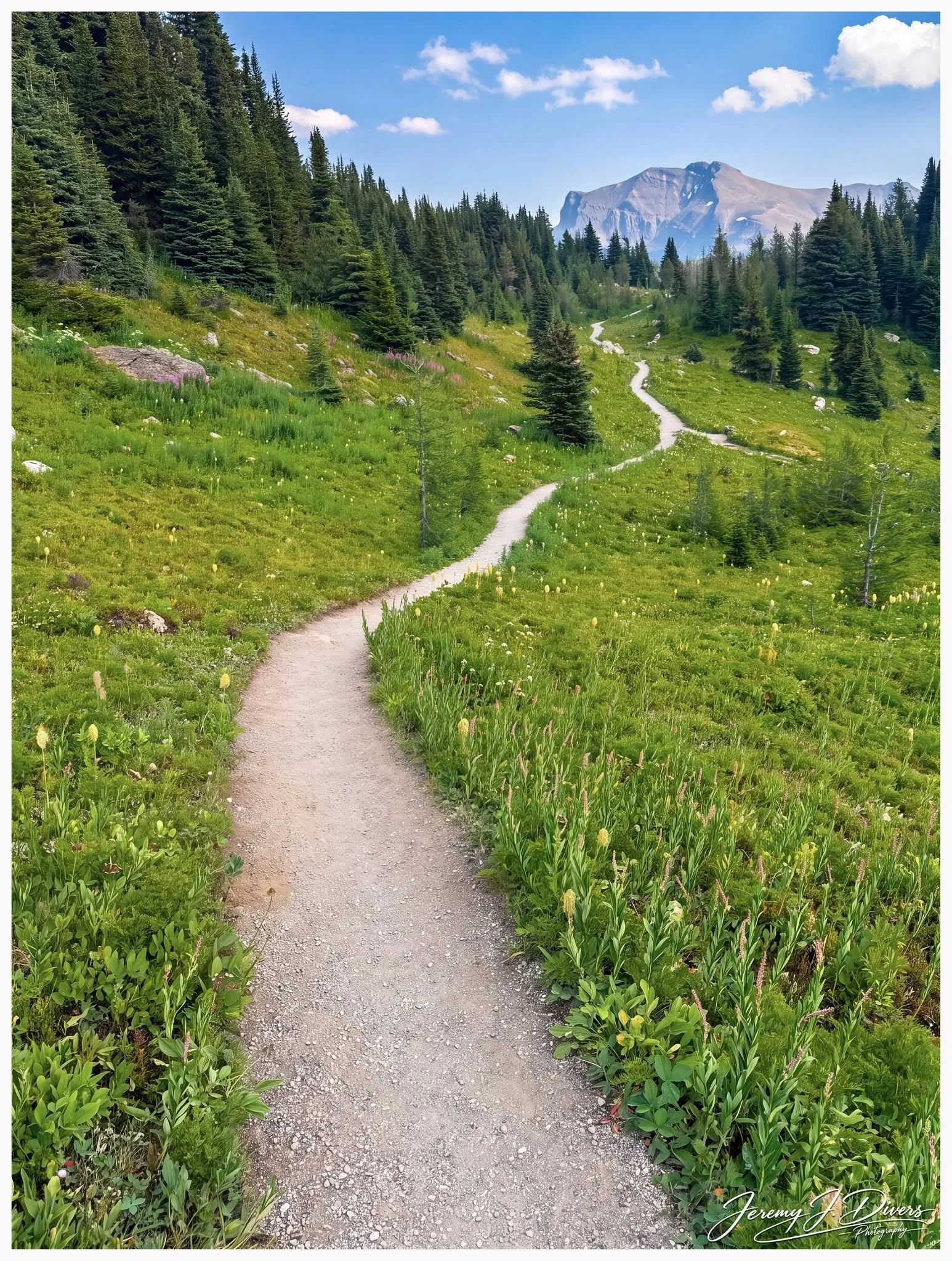"Through Alpine Meadows" Banff National Park, Alberta, Canada