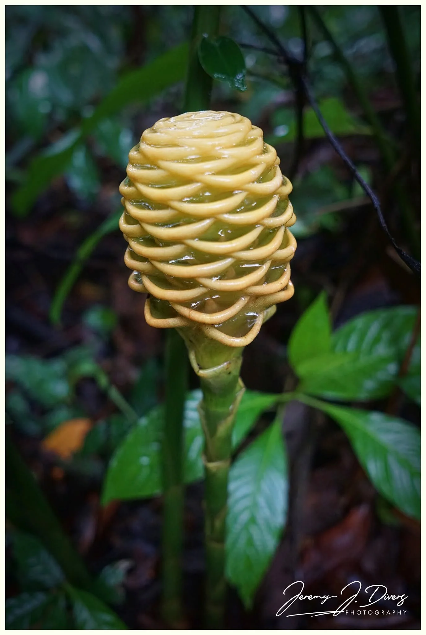 "Beehive Ginger" Catarata Eco-Lodge, La Fortuna, Costa Rica