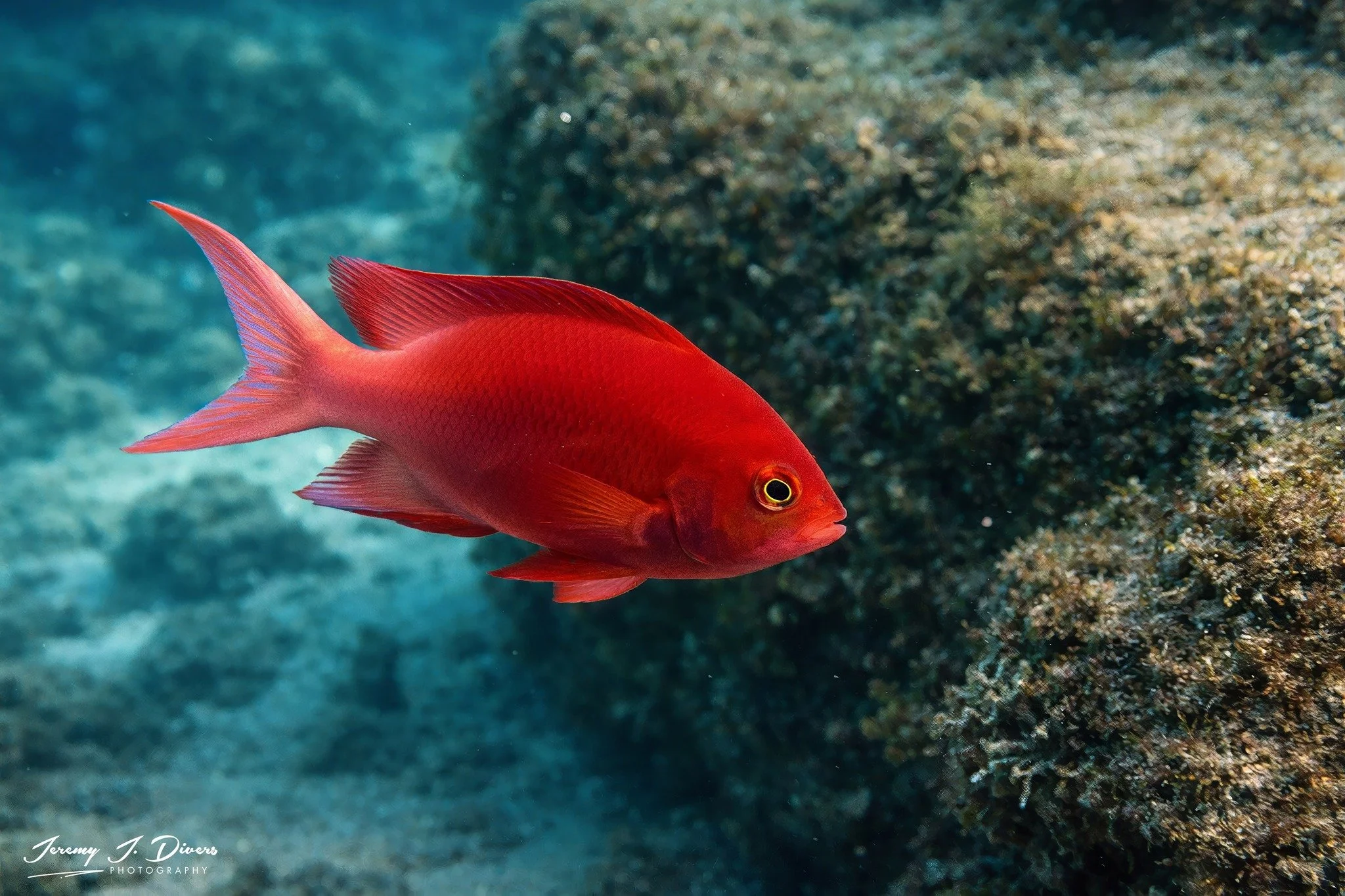 Lyretail Anthias (B)