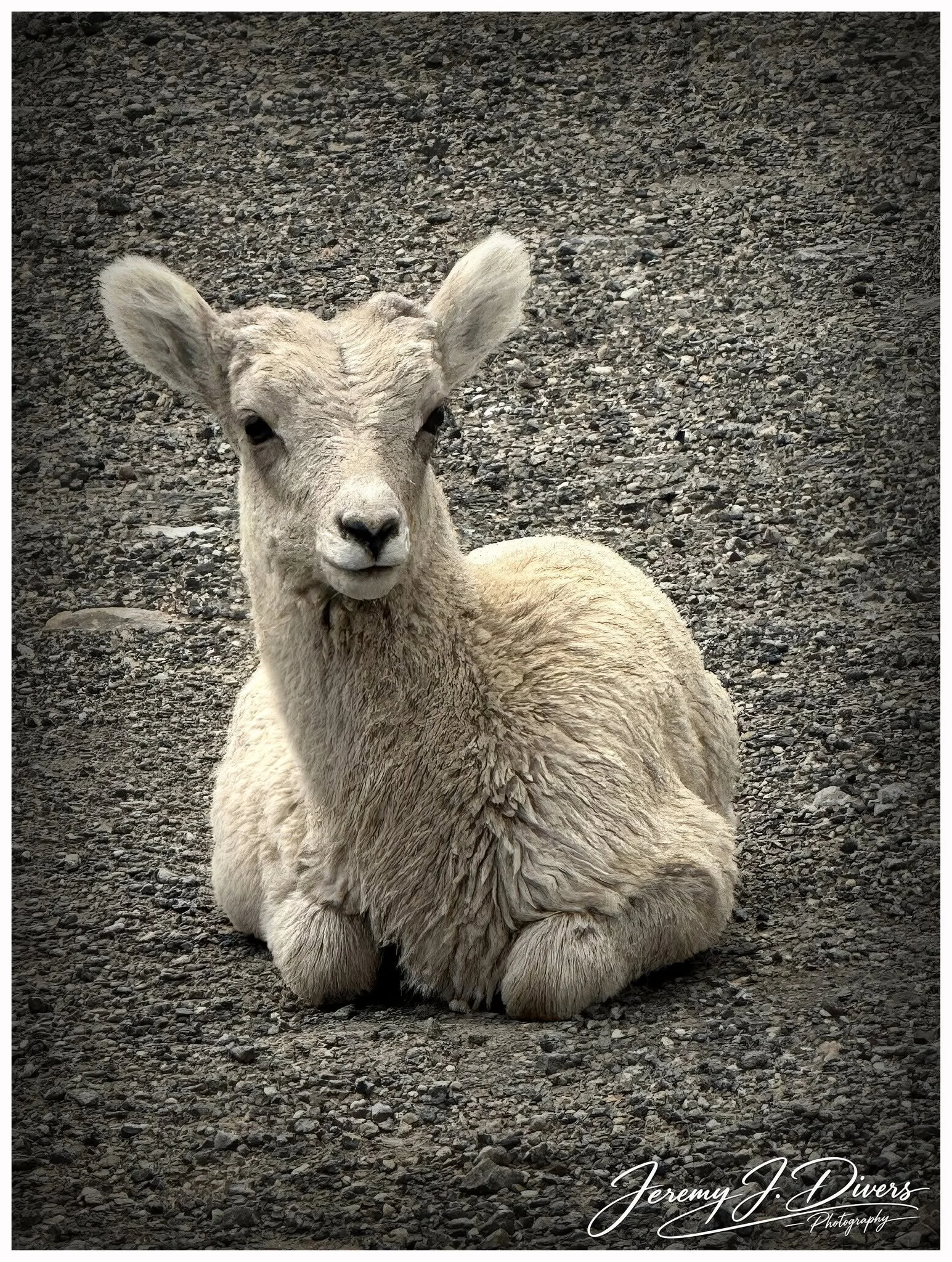 "Rocky Mountain Lamb," Banff National Park, Alberta, Canada