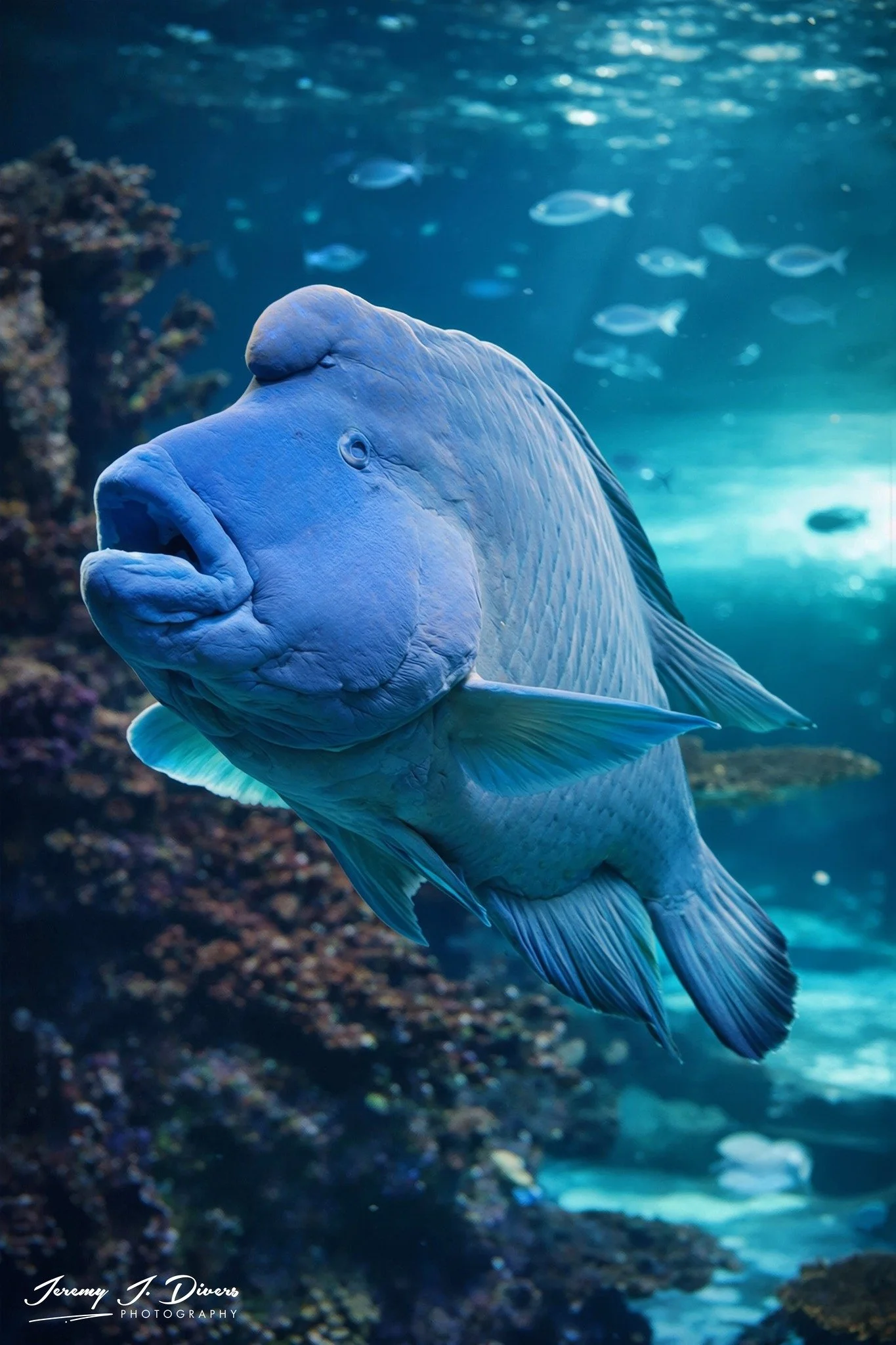Humphead Wrasse (B)