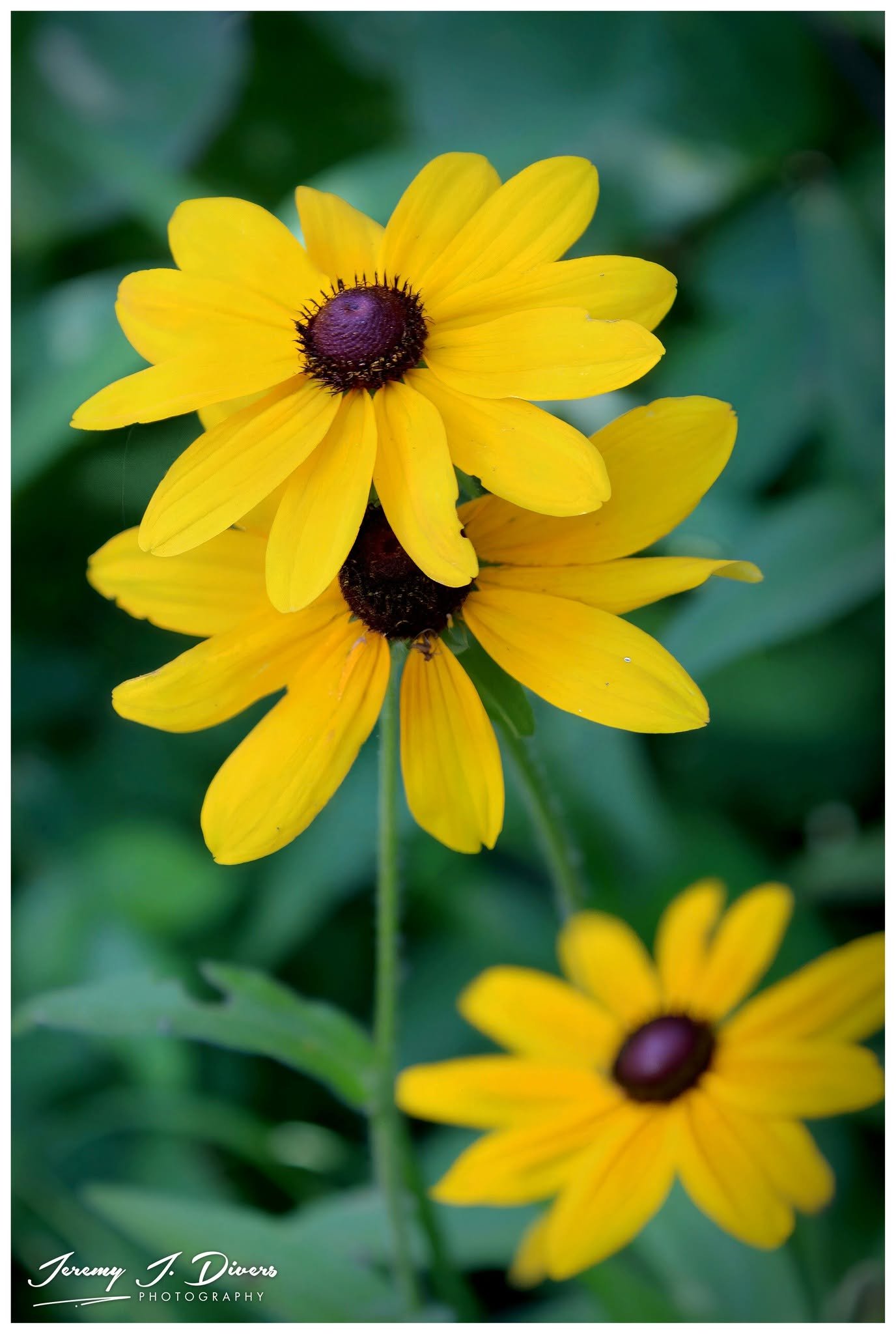 "Black-eyed Susans" Shaw Nature Reserve, Gray Summit, MO