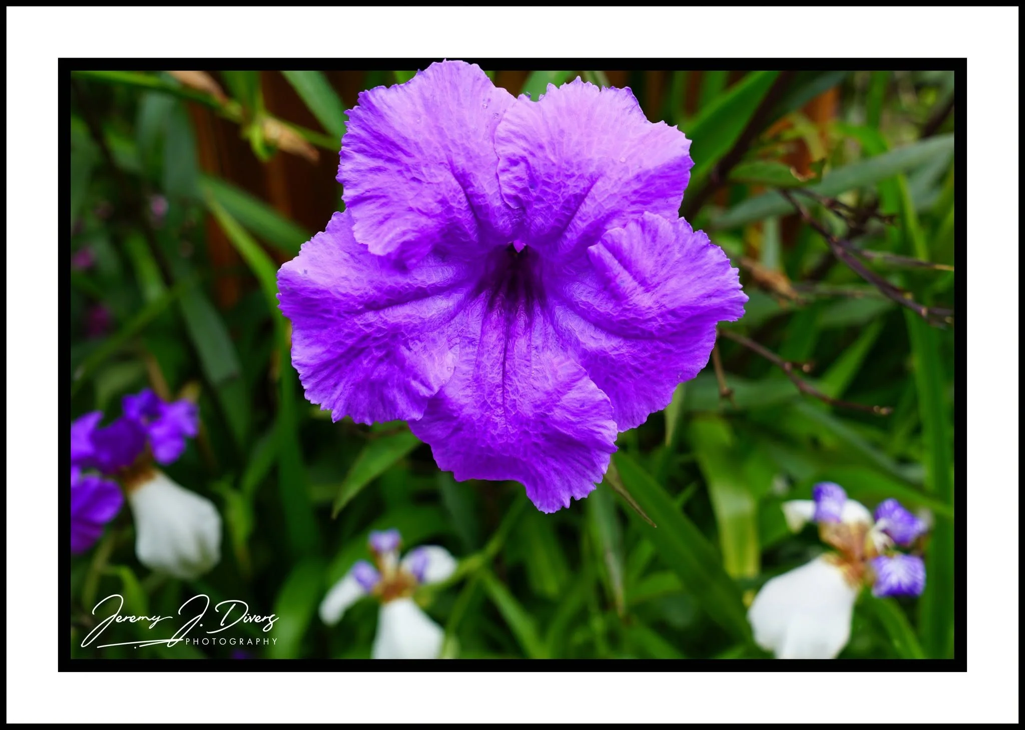 "Mexican Petunia" Costa Rica
