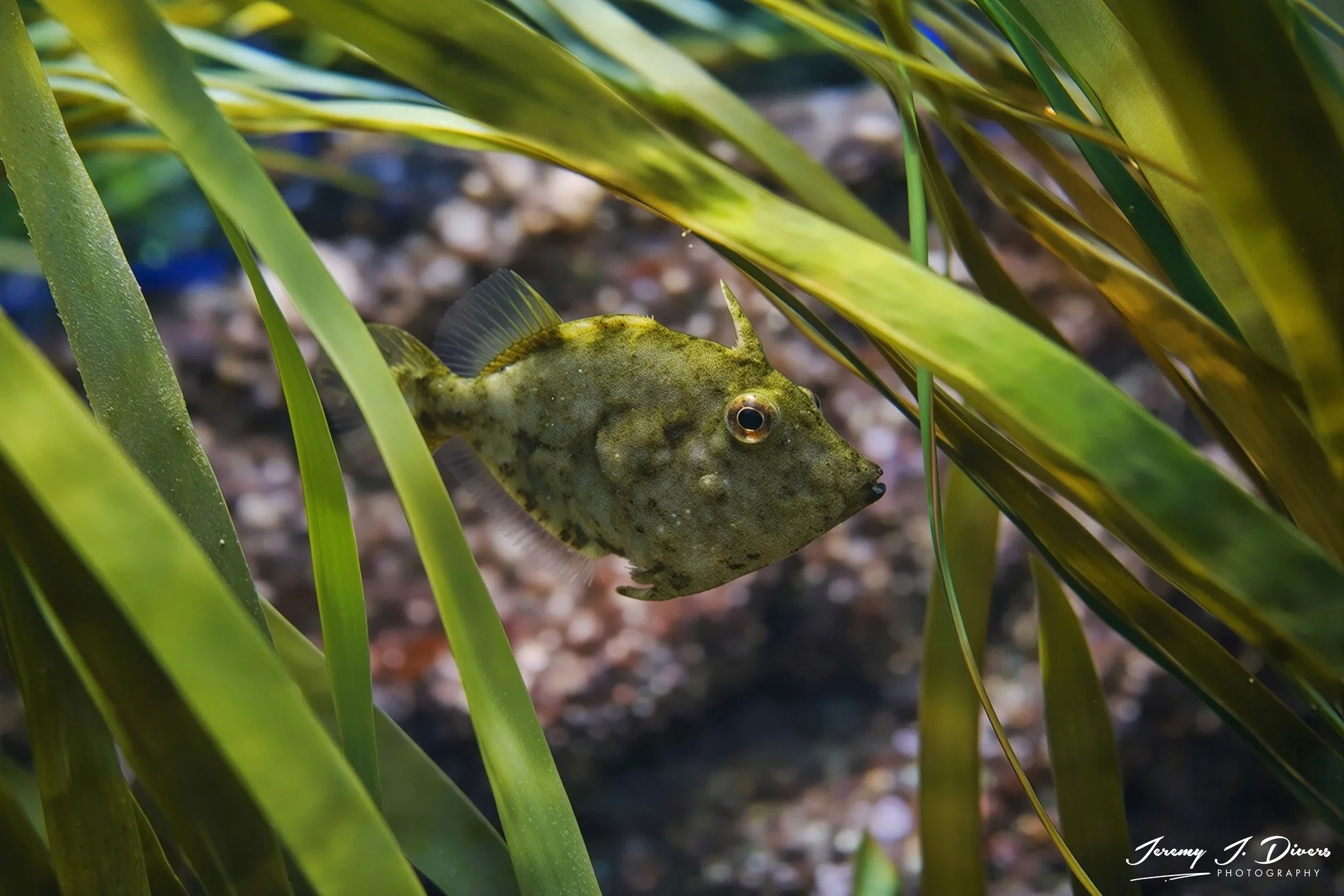 Matted Filefish