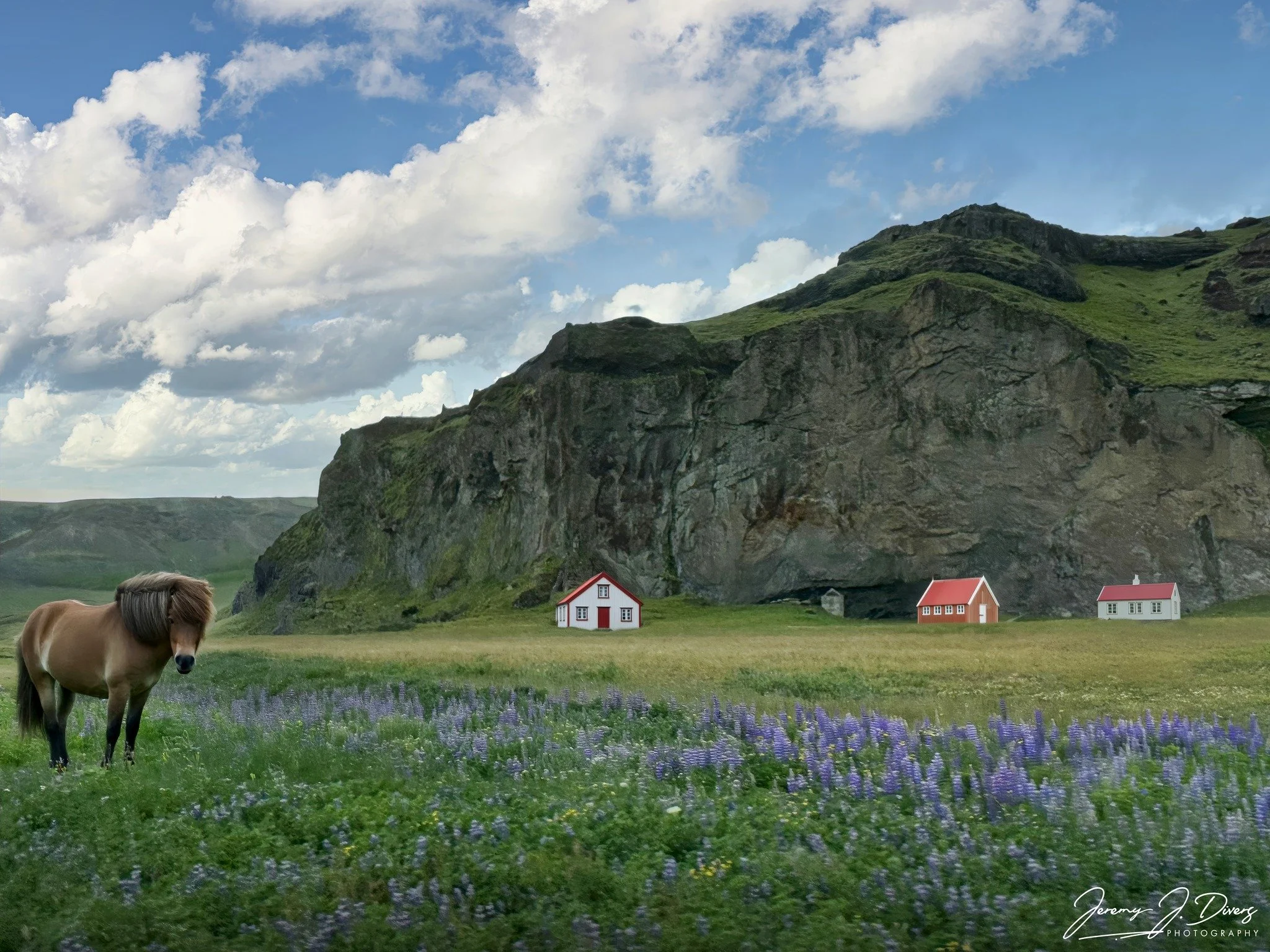 "Icelandic Horse Amongst the Lupine" Near Vik, Iceland