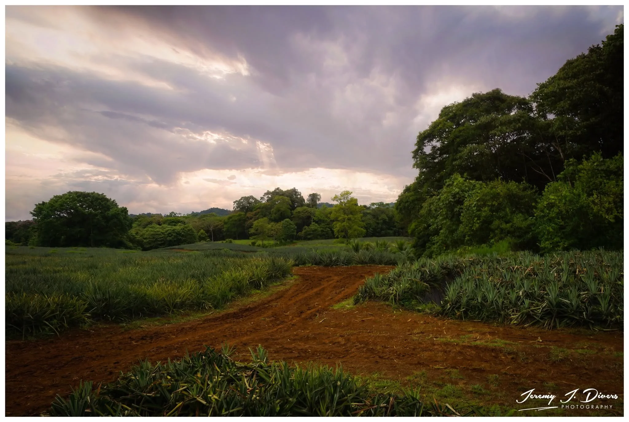 "Where the Light Finds the Fields" Calle Rancho Chico, Sarapiquí, Costa Rica