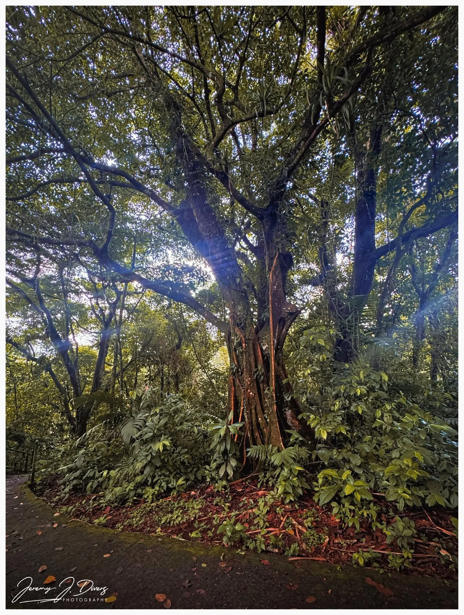 “Cathedral in the Canopy”Arenal Volcano National Park, Costa Rica