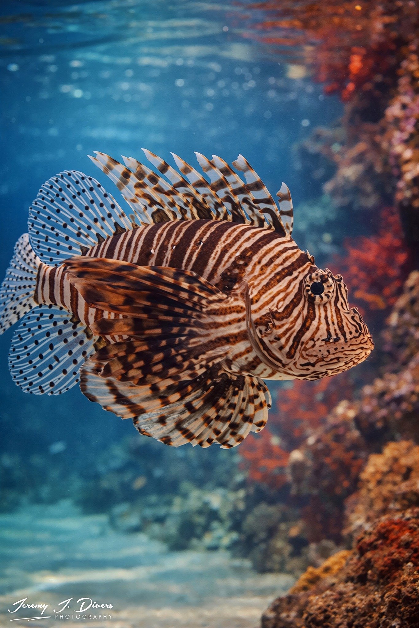 Lionfish (B)