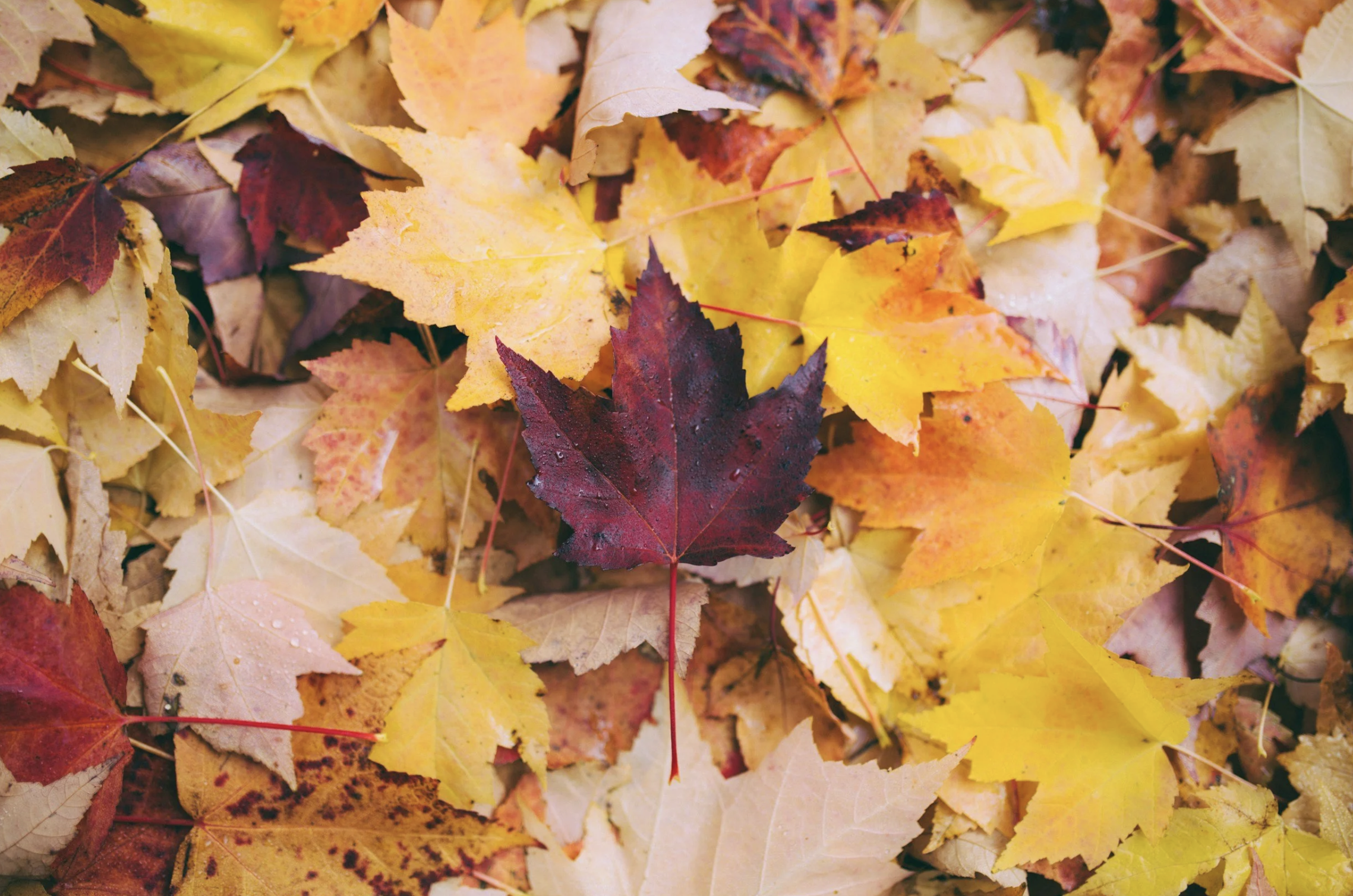 Happy Fall!