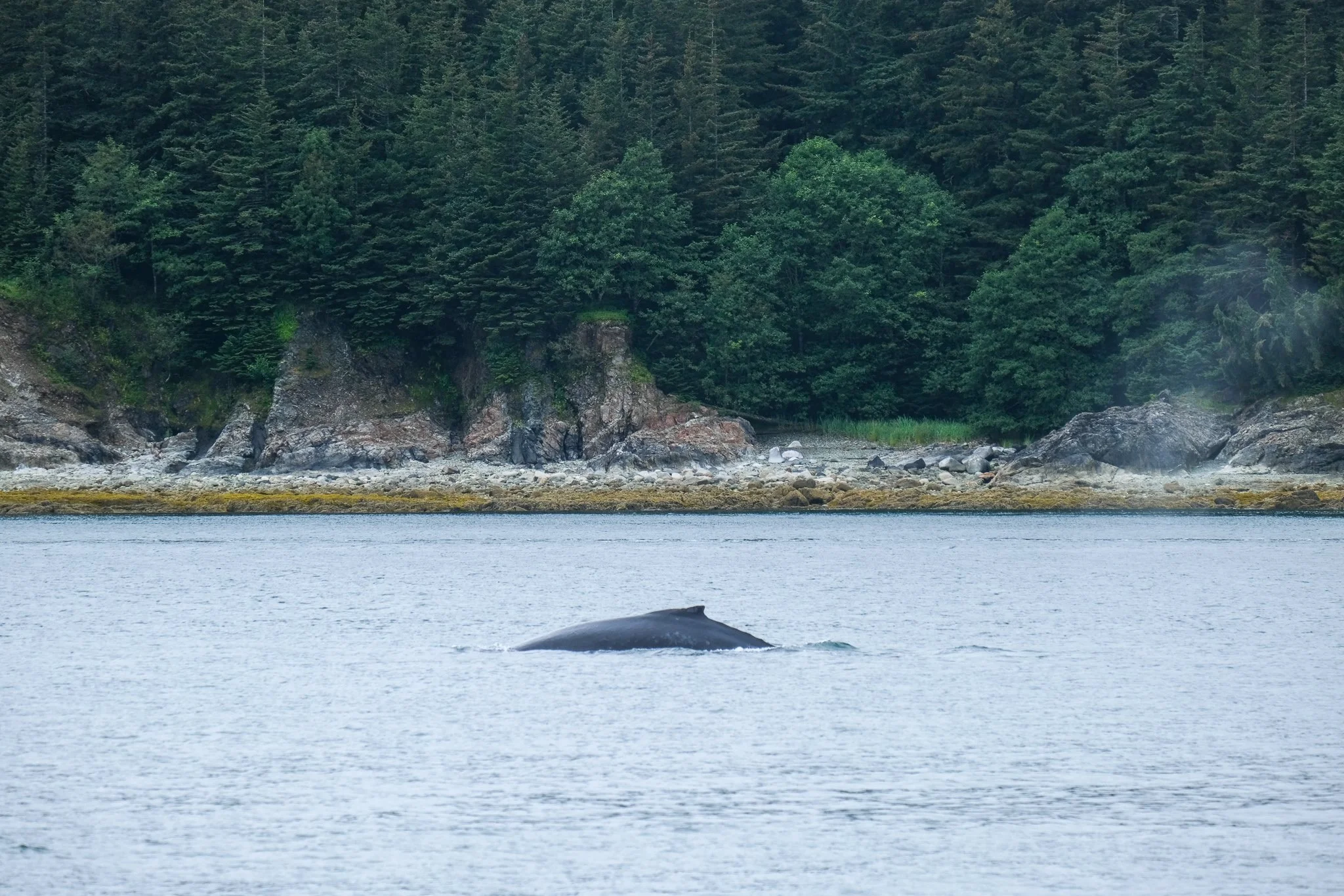 Humpback Whales.jpg
