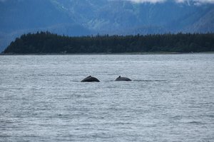 Two Humpback Whales.jpg