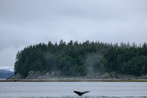 Whale Watching in Alaska.jpg
