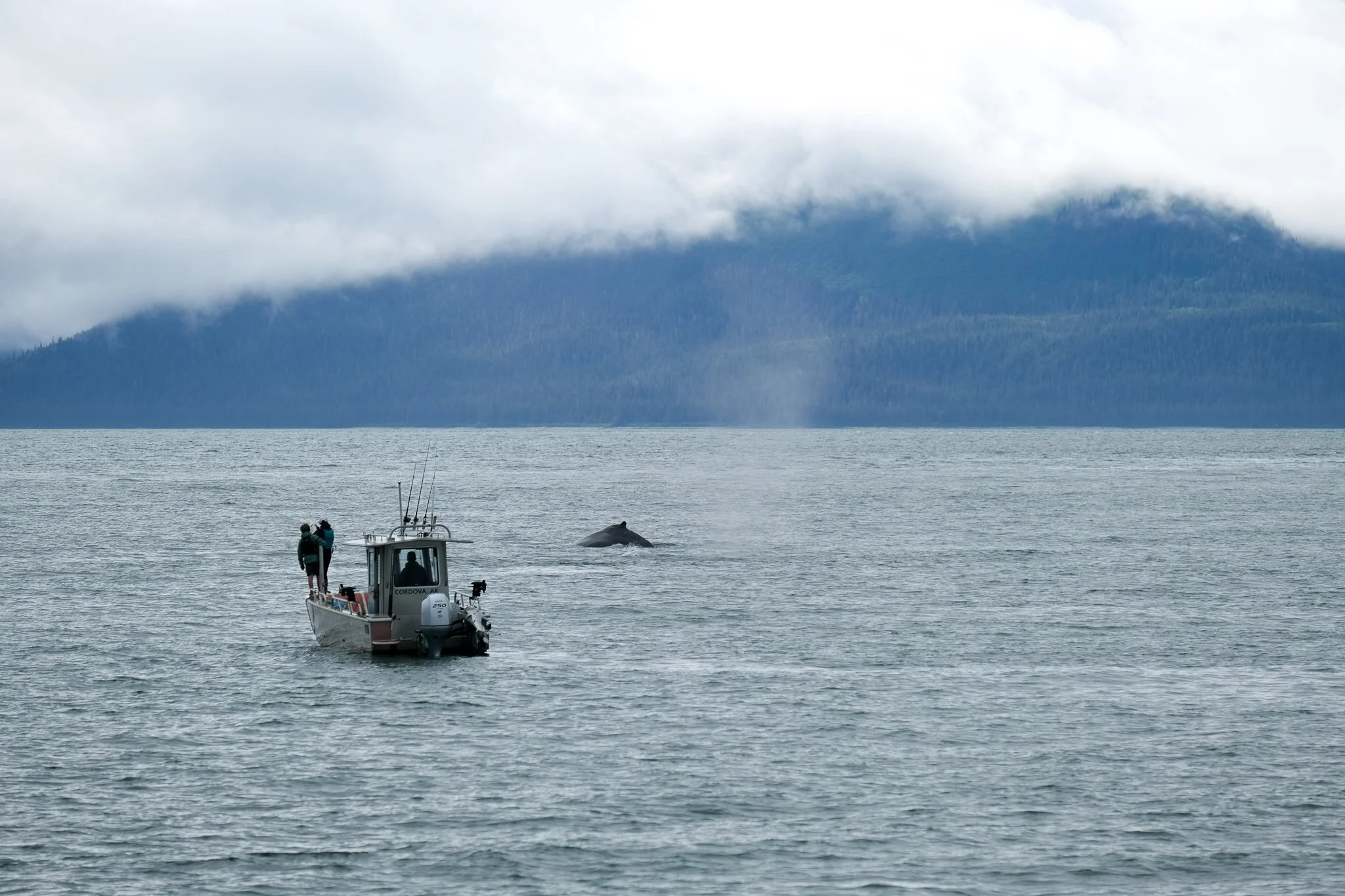 Whale Watching.jpg