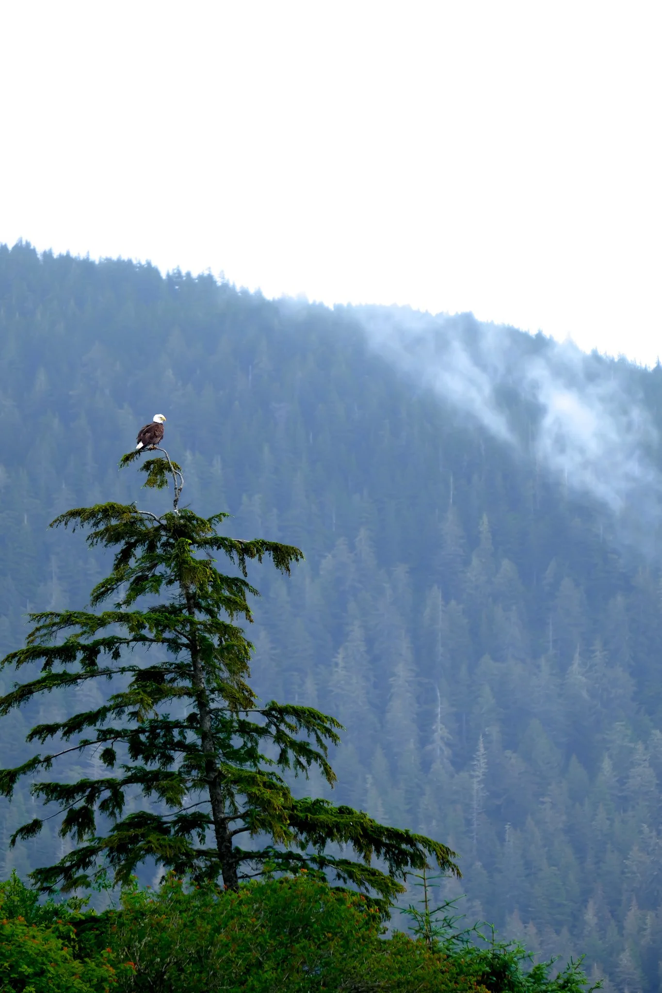 Bald Eagle.jpg