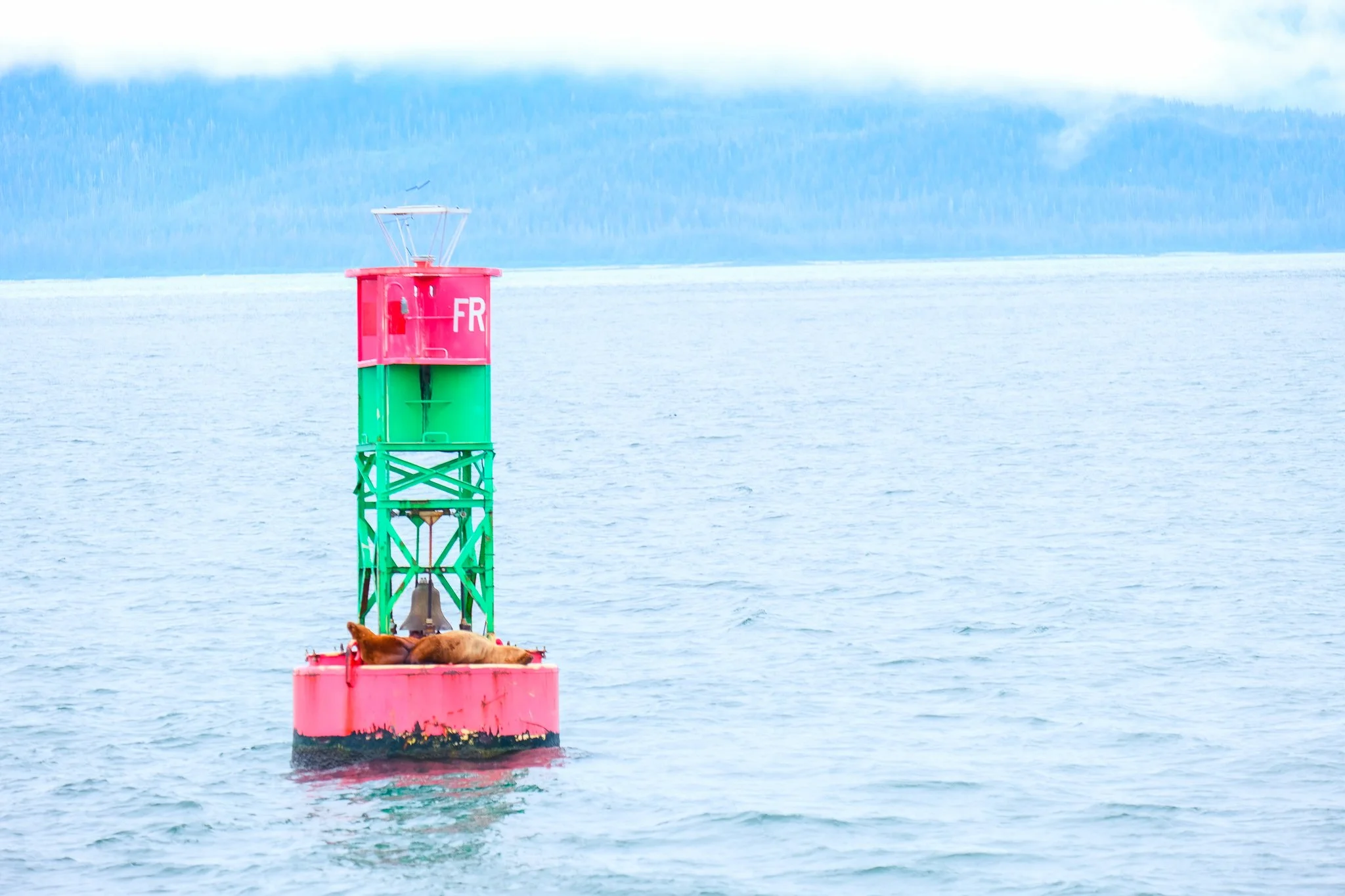 Seals in Alaska.jpg