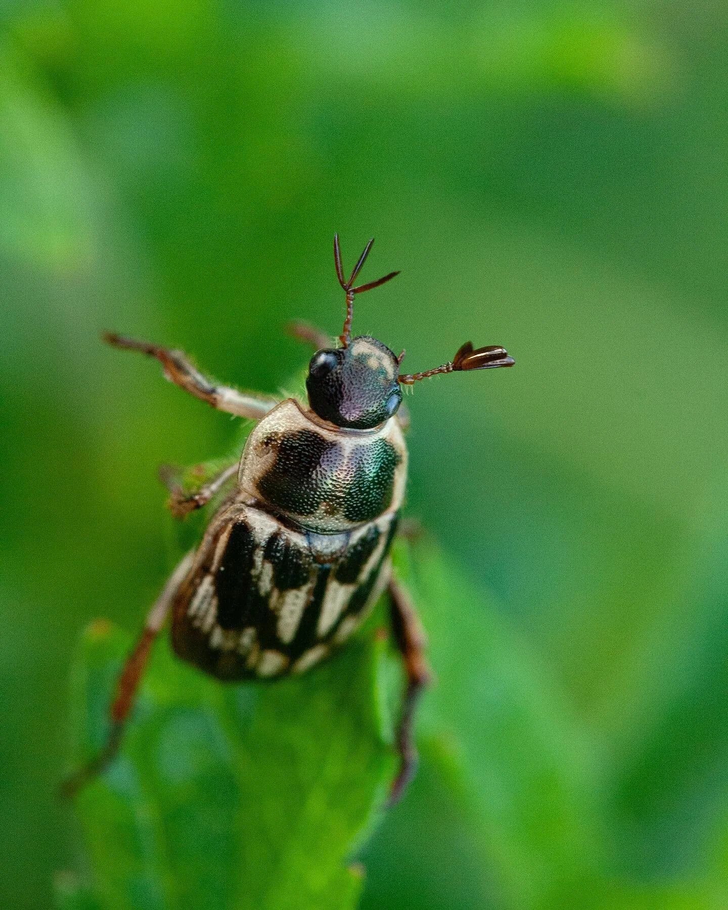 Hey folks,
Our first newsletter is coming a week from today, so don&rsquo;t forget to sign up on our website (link in bio) to receive monthly updates and exclusive content! 

This month, our garden has really flourished, and Shannon is excited to bri