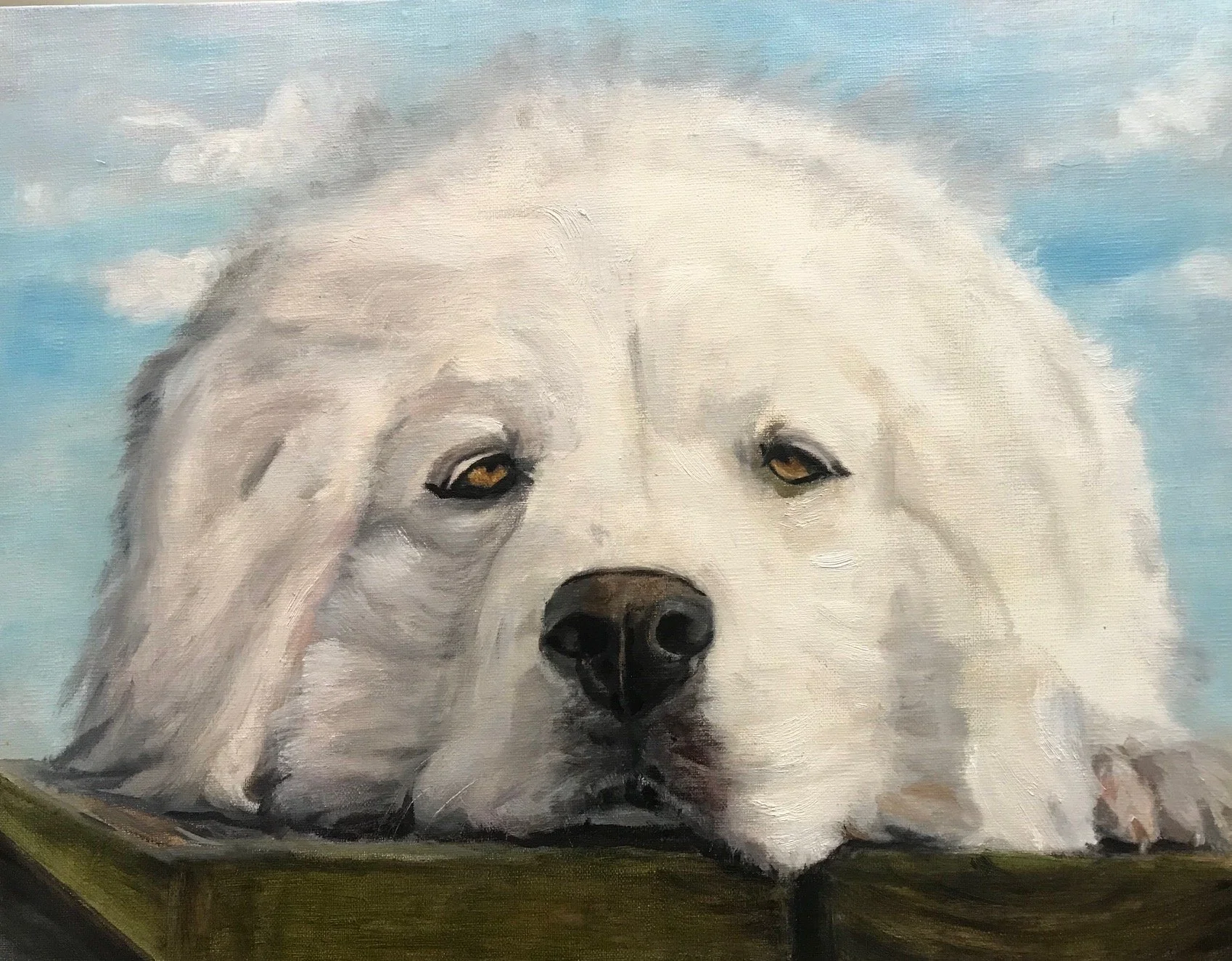 Great Pyrenees dog staring at viewer