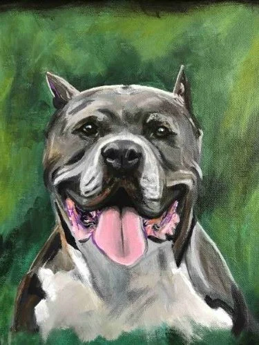 Tyson, the pit bull, happy.