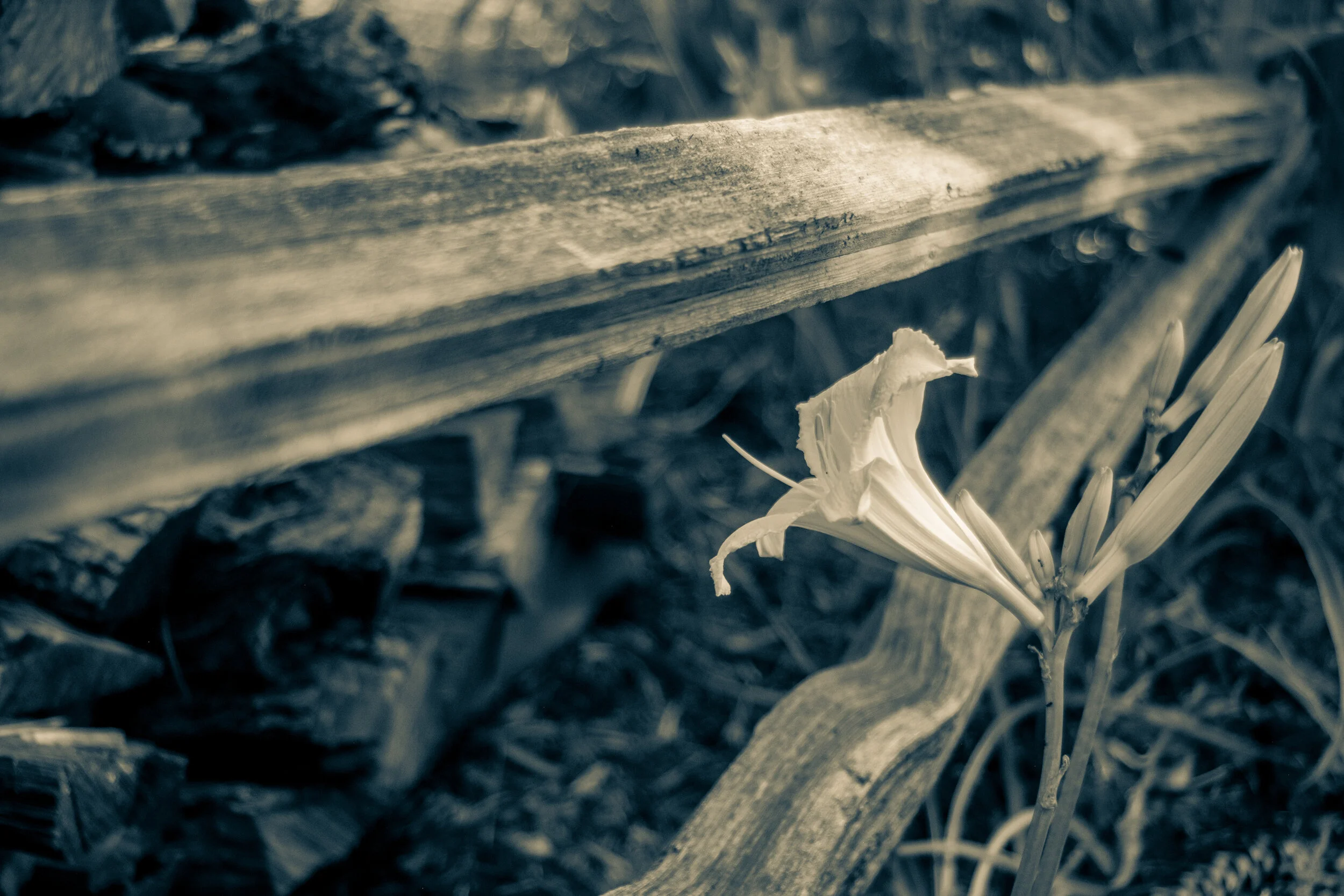 Gallery 3 — Lucas Farms Neighborhood Association