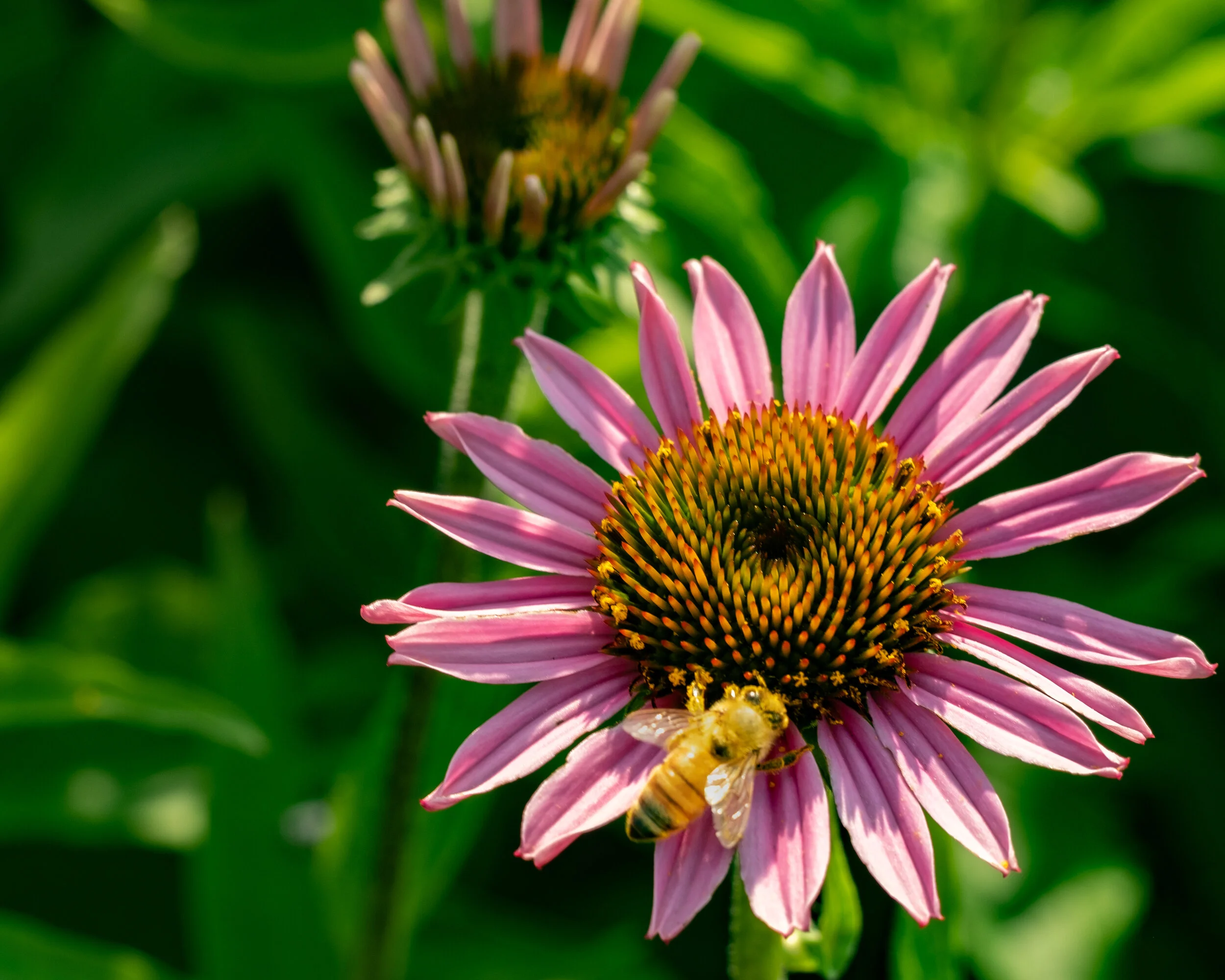 Gallery 3 — Lucas Farms Neighborhood Association